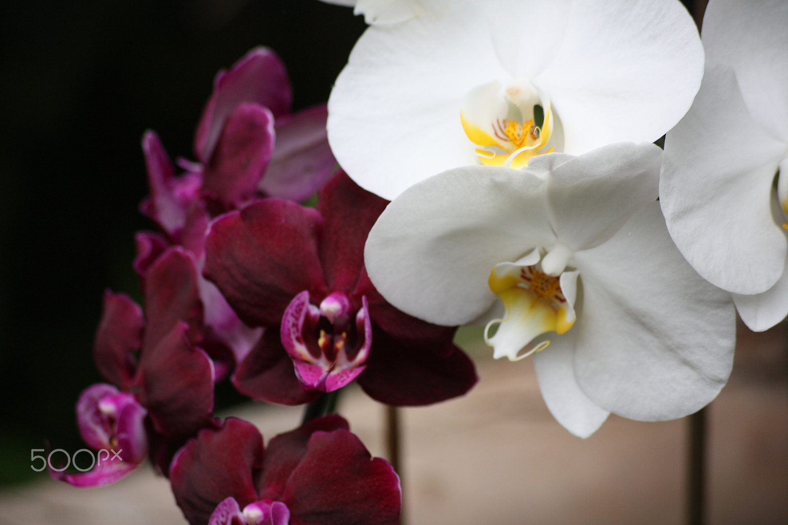 Sigma 55-200mm f/4-5.6 DC sample photo. Orchidee photography