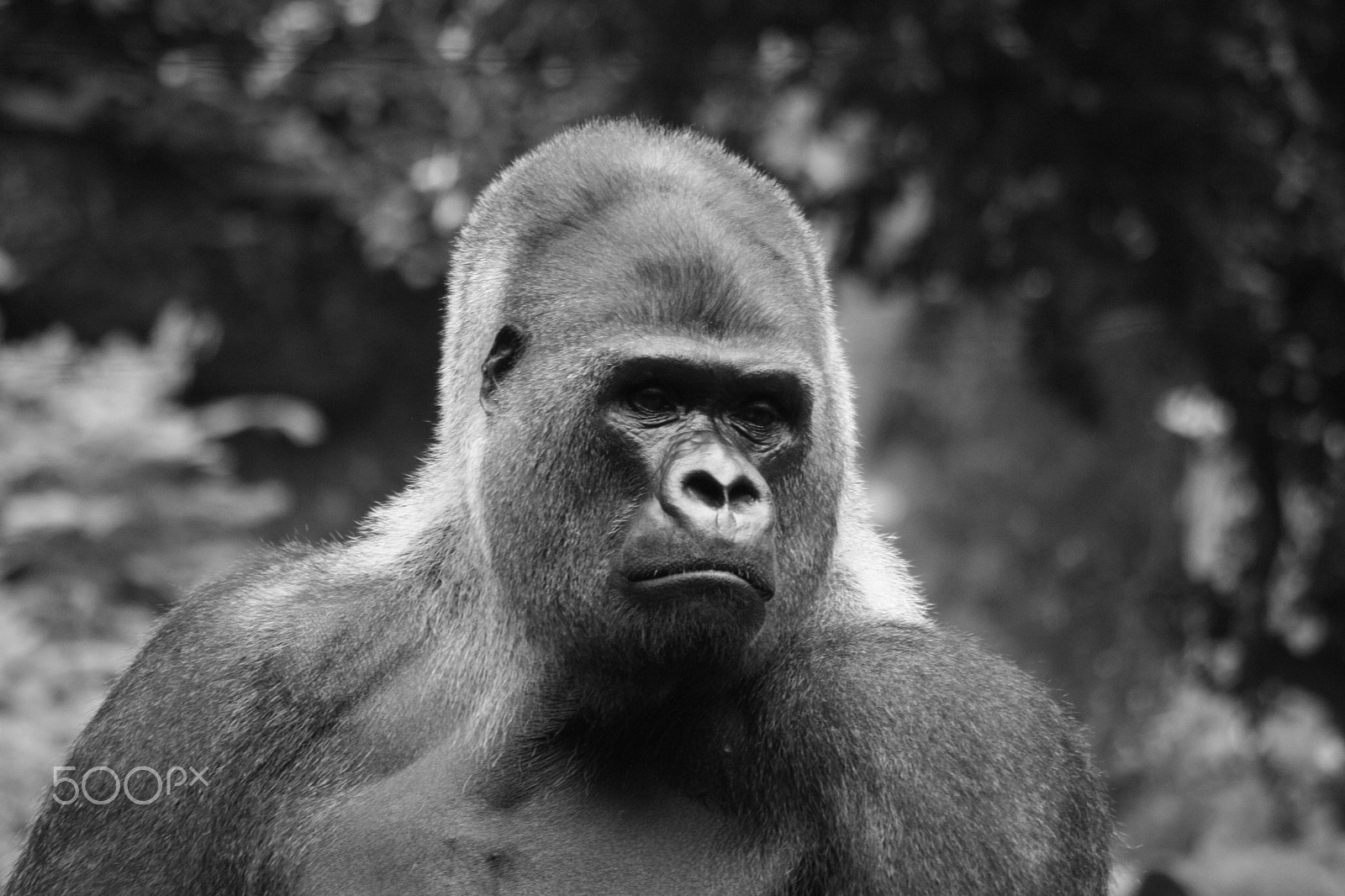 Sigma 55-200mm f/4-5.6 DC sample photo. Ape photography