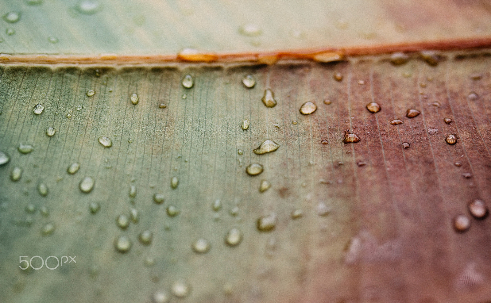 Canon EF-S 60mm F2.8 Macro USM sample photo. After the rain photography