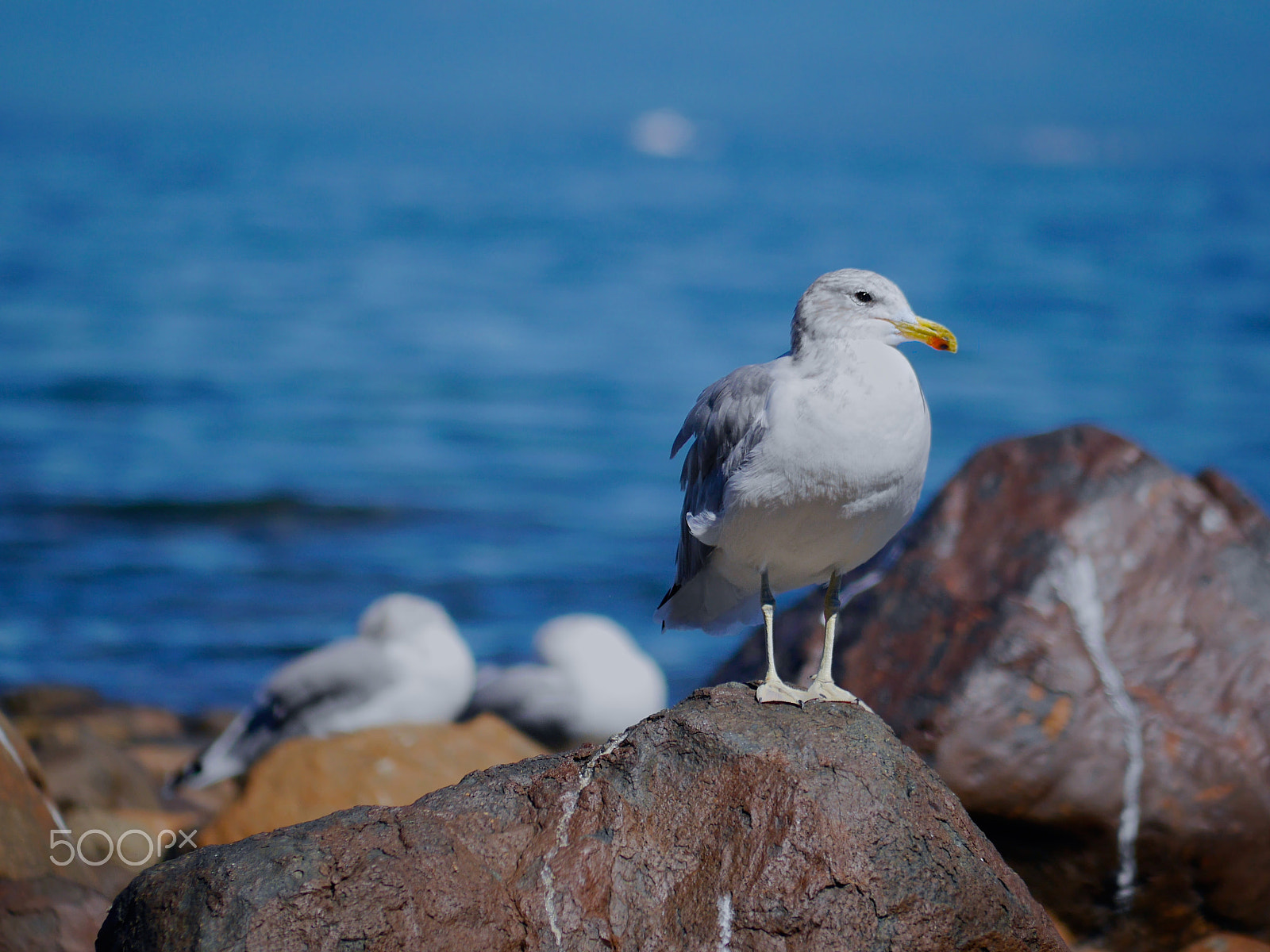 Panasonic Lumix DMC-G6 + Panasonic Lumix G Vario 45-200mm F4-5.6 OIS sample photo. Seagull at the beach of vancouver island photography