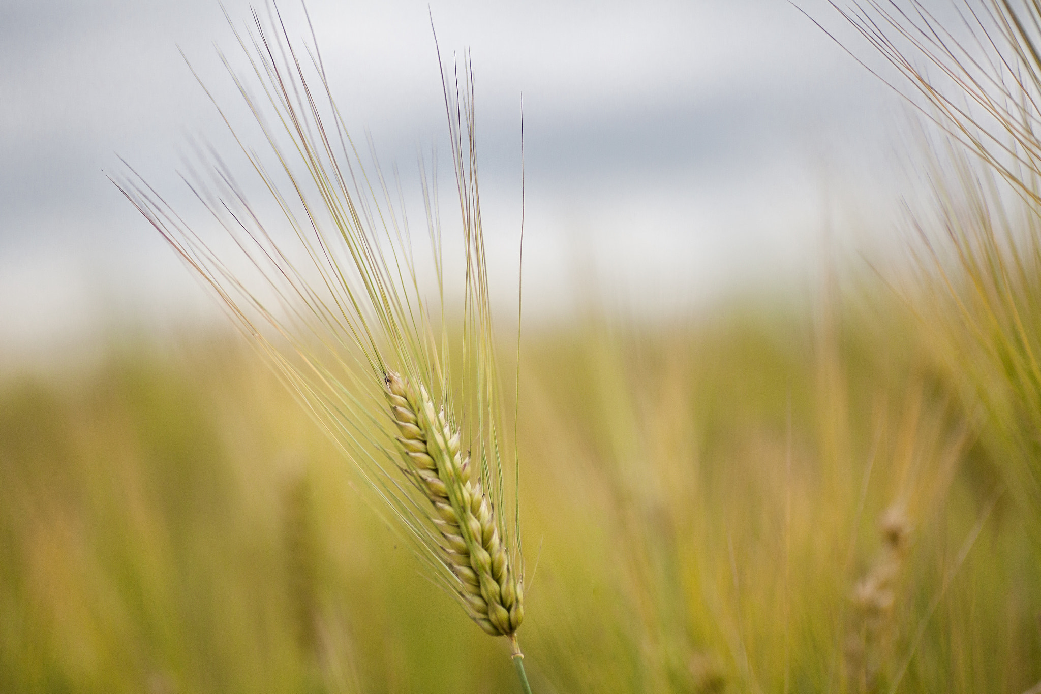 Canon EOS 5D Mark II + Tamron SP AF 90mm F2.8 Di Macro sample photo. Barley there photography
