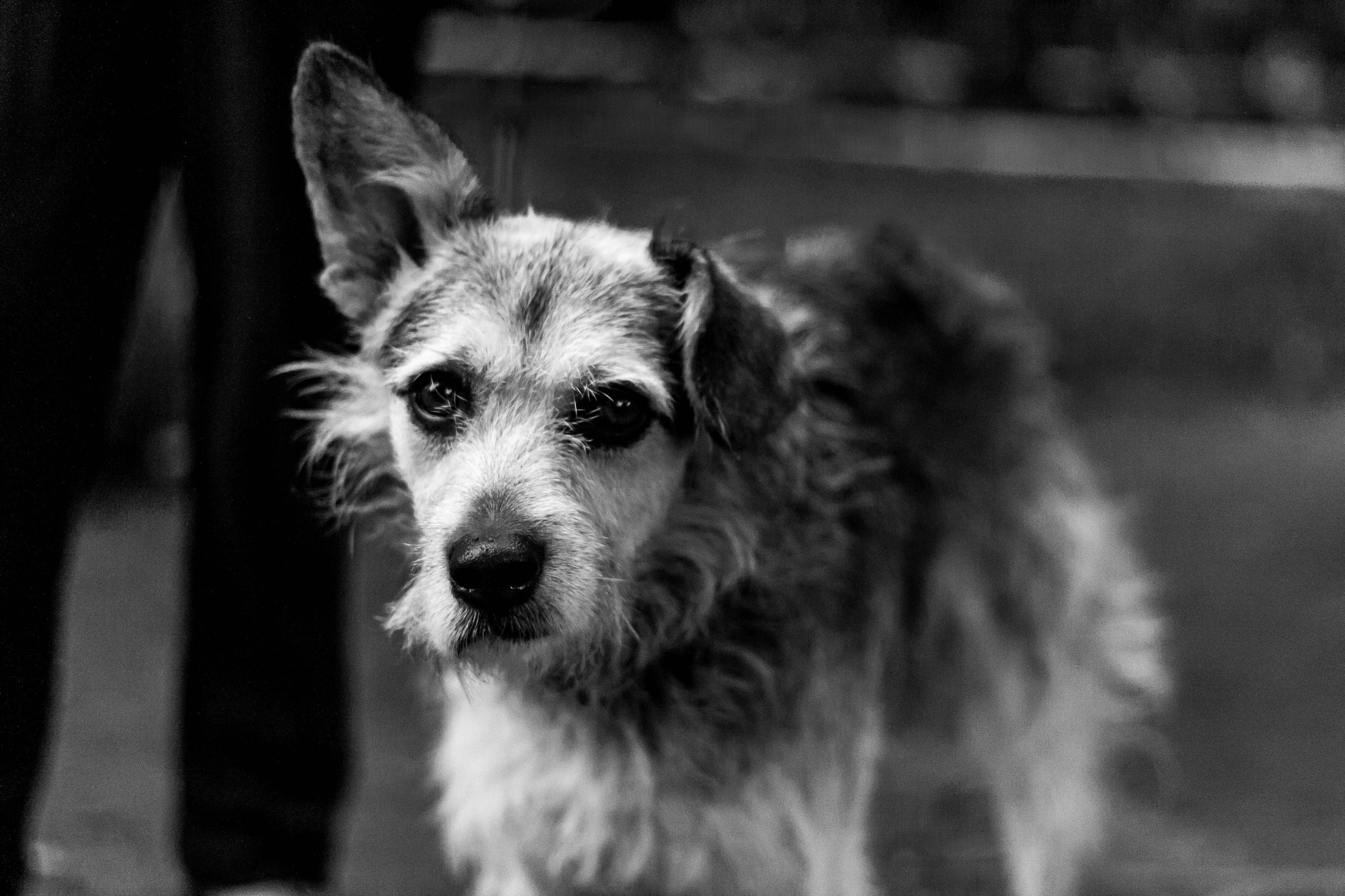 Canon EOS 400D (EOS Digital Rebel XTi / EOS Kiss Digital X) + Canon EF 50mm F1.8 II sample photo. Old dog photography