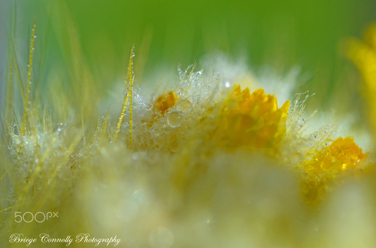 Nikon AF-S Micro-Nikkor 60mm F2.8G ED sample photo. Natural light on my cactus photography