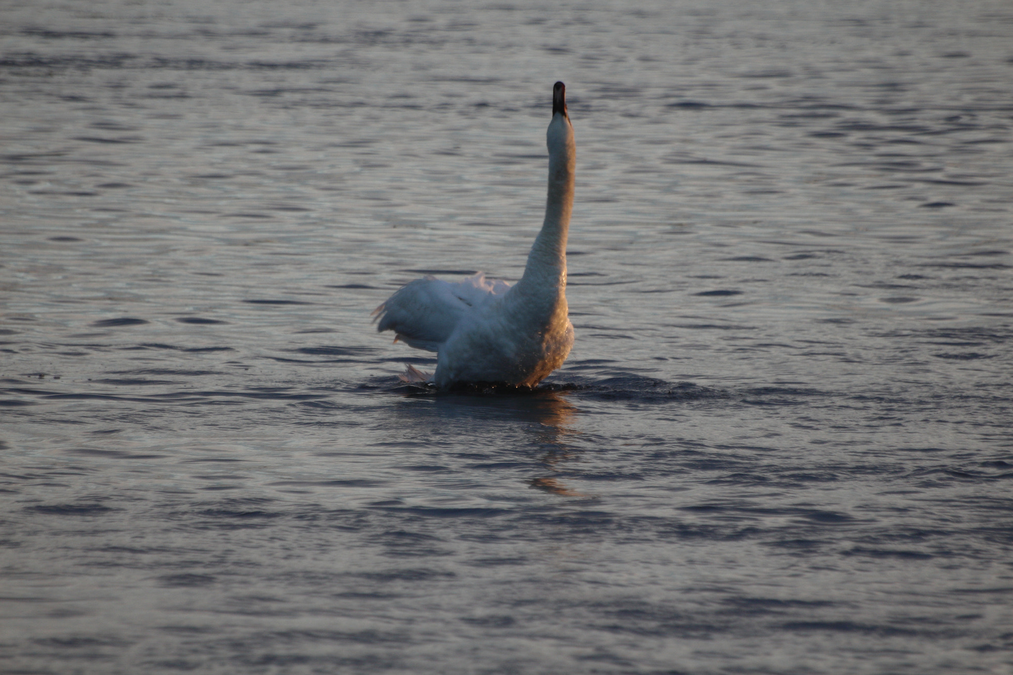 Sigma 70-300mm F4-5.6 APO DG Macro sample photo. Stretch that neck photography