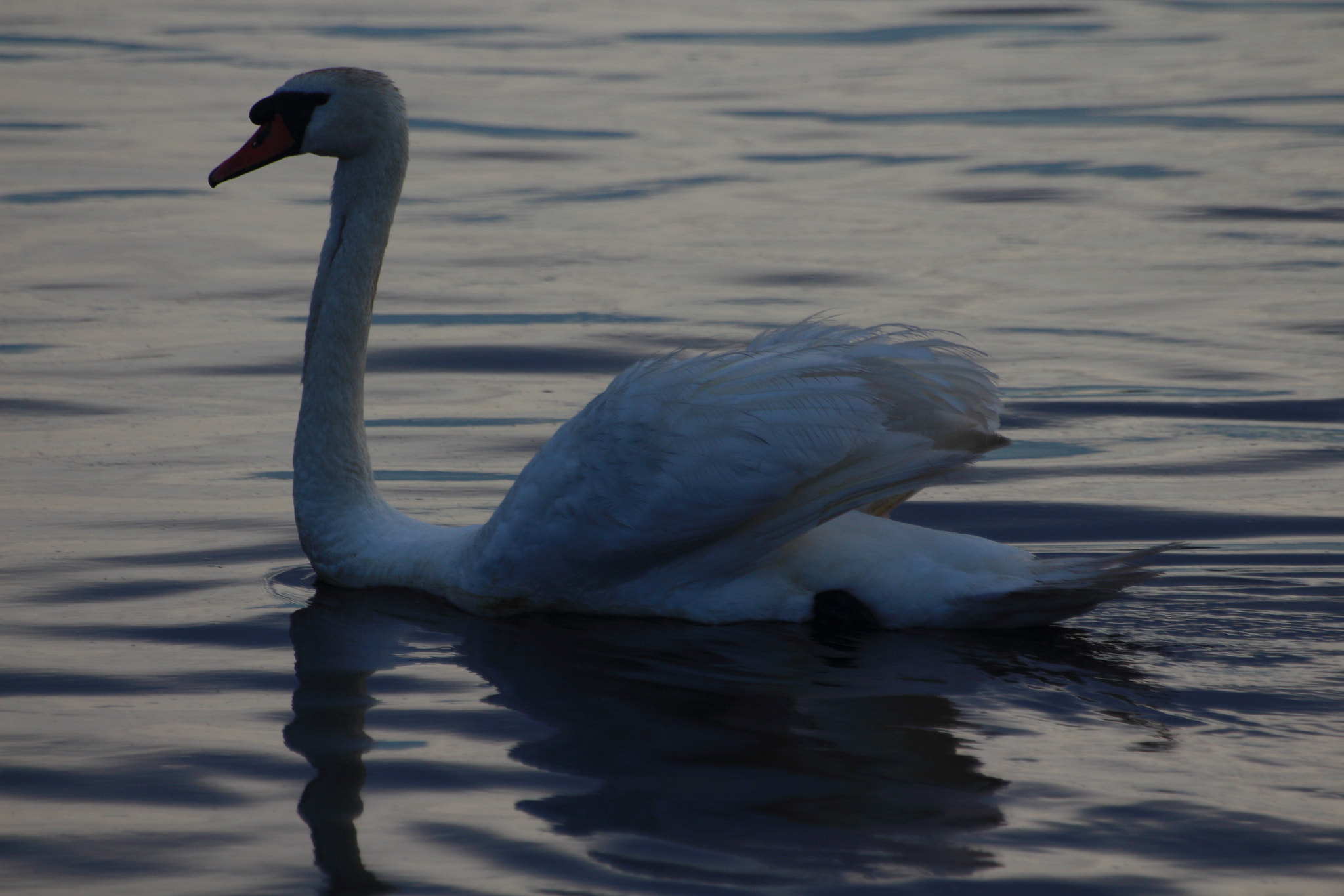 Sigma 70-300mm F4-5.6 APO DG Macro sample photo. Early swan photography