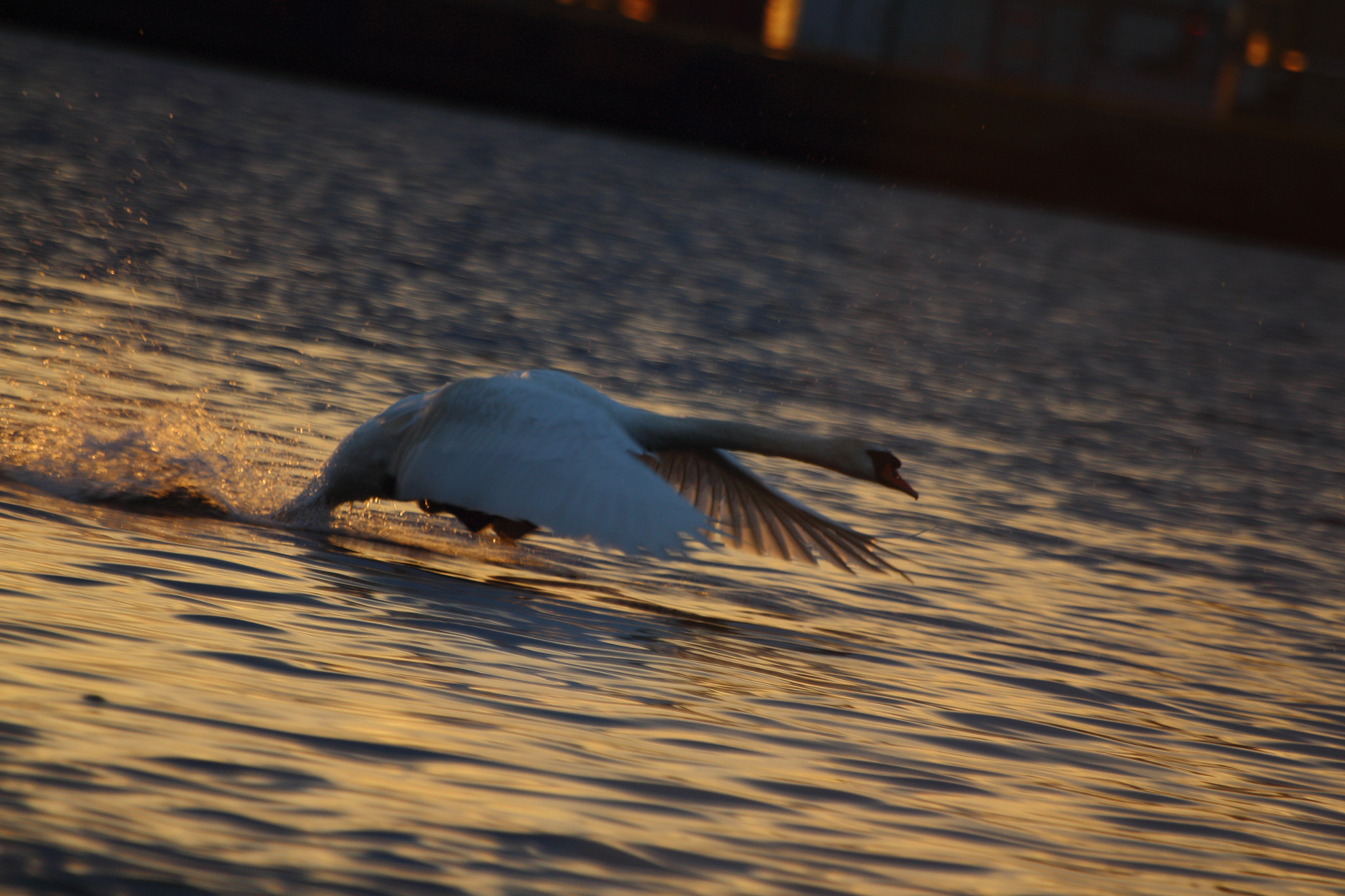 Sigma 70-300mm F4-5.6 APO DG Macro sample photo. And off we go photography