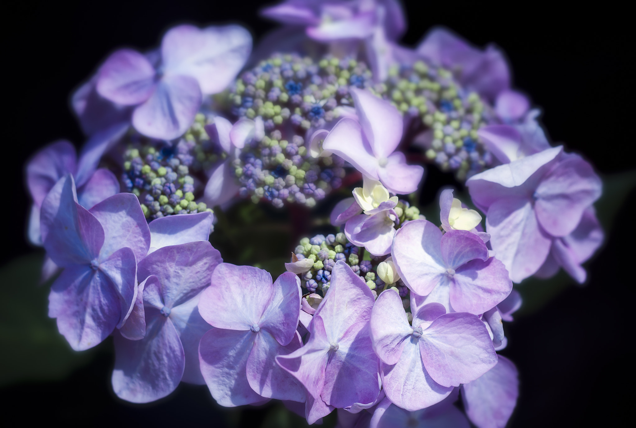 Nikon D300 + Sigma 150mm F2.8 EX DG Macro HSM sample photo. Hydrangea photography