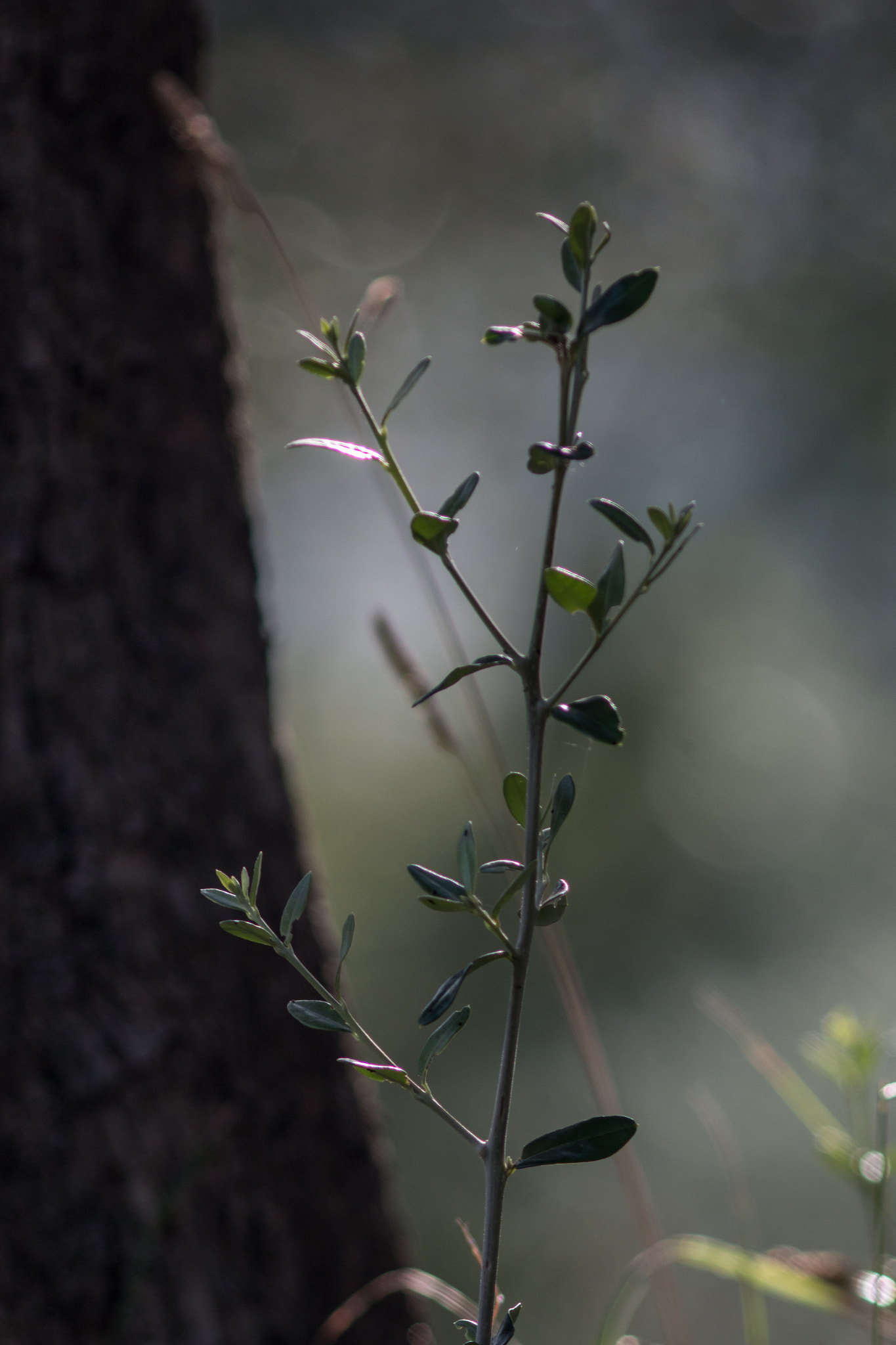 Canon EF 200mm f/2.8L II + 2x sample photo. Fragile photography