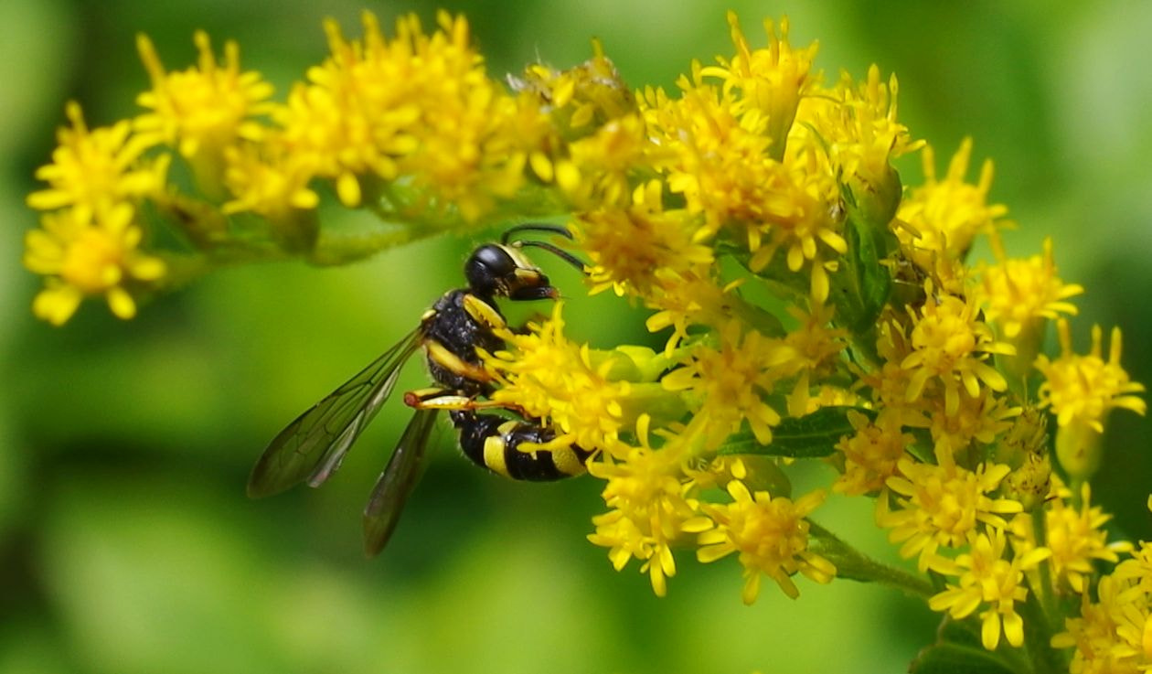Pentax smc DA 35mm F2.8 Macro Limited sample photo. Yellowjacket photography