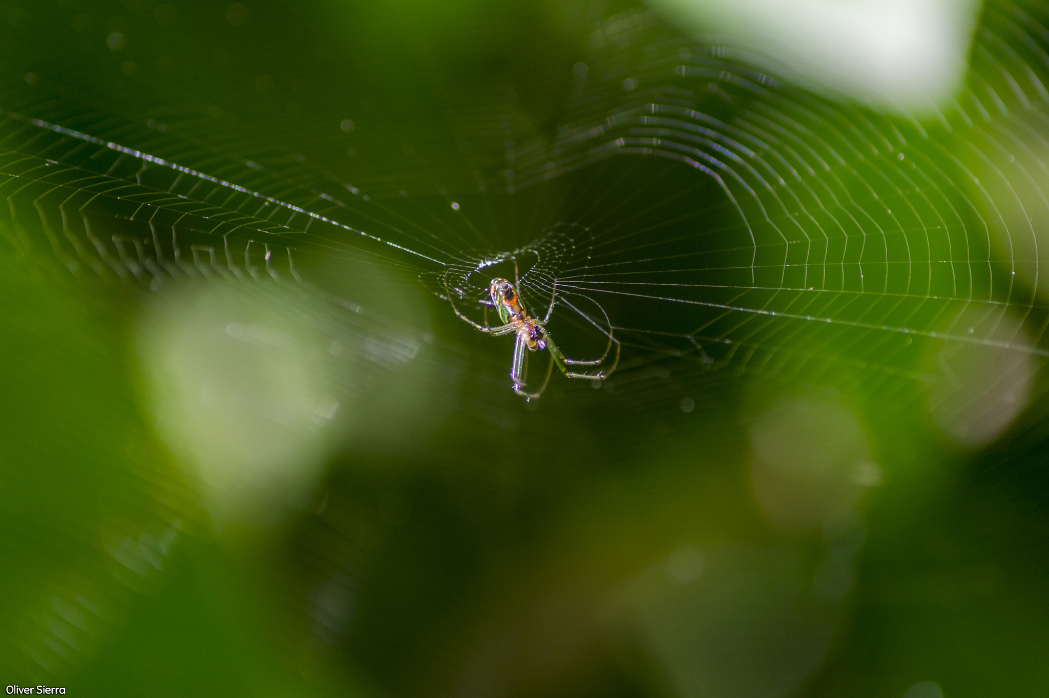 Sony SLT-A58 sample photo. Araña photography