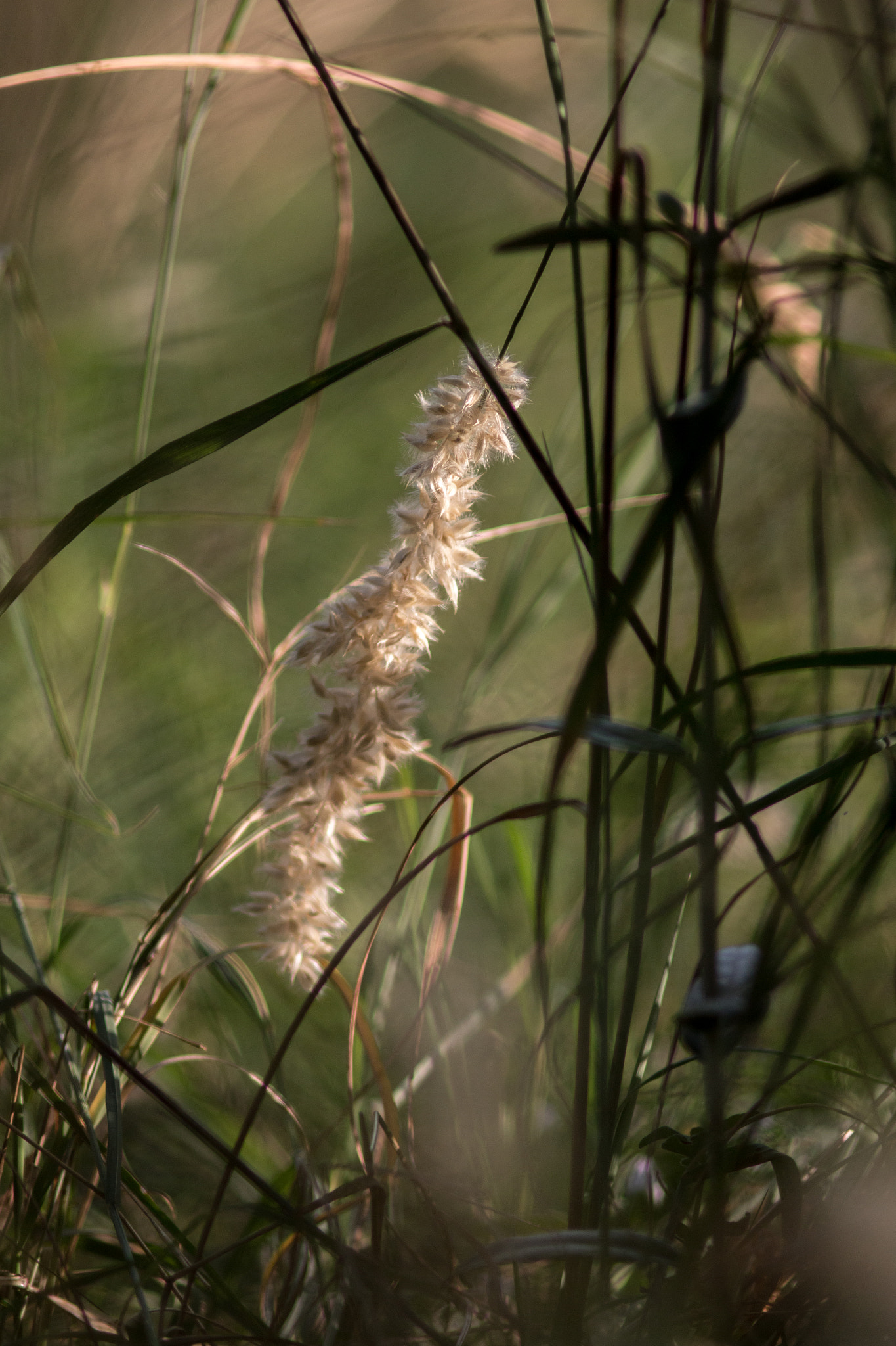 Canon EF 200mm f/2.8L II + 2x sample photo. In the thick of things photography