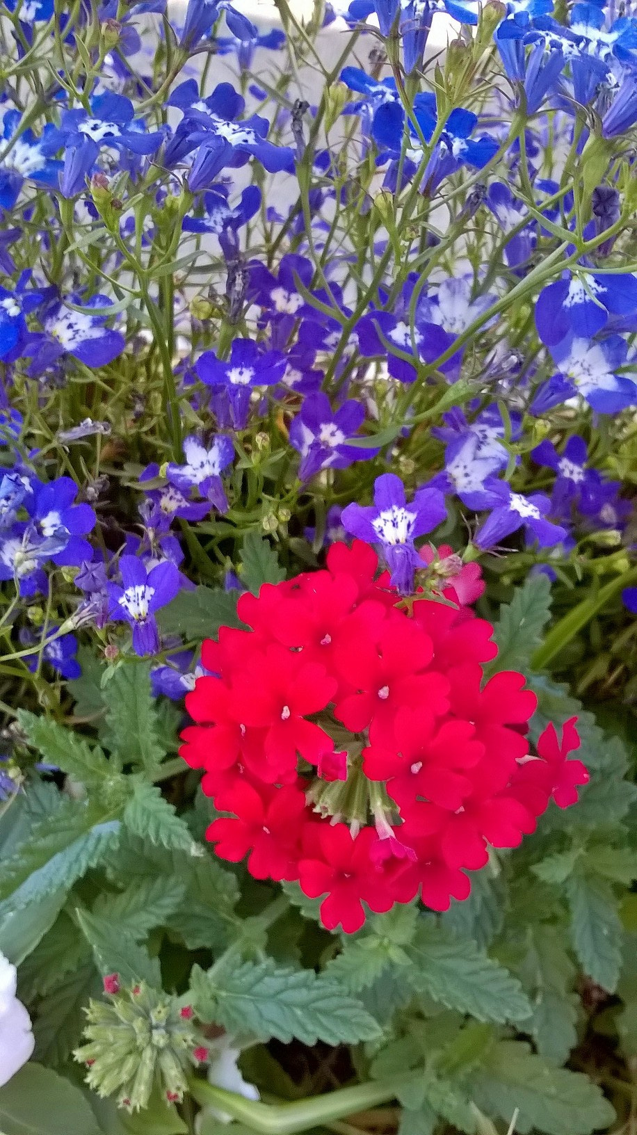 Nokia Lumia 630 sample photo. Red and blue baby! photography