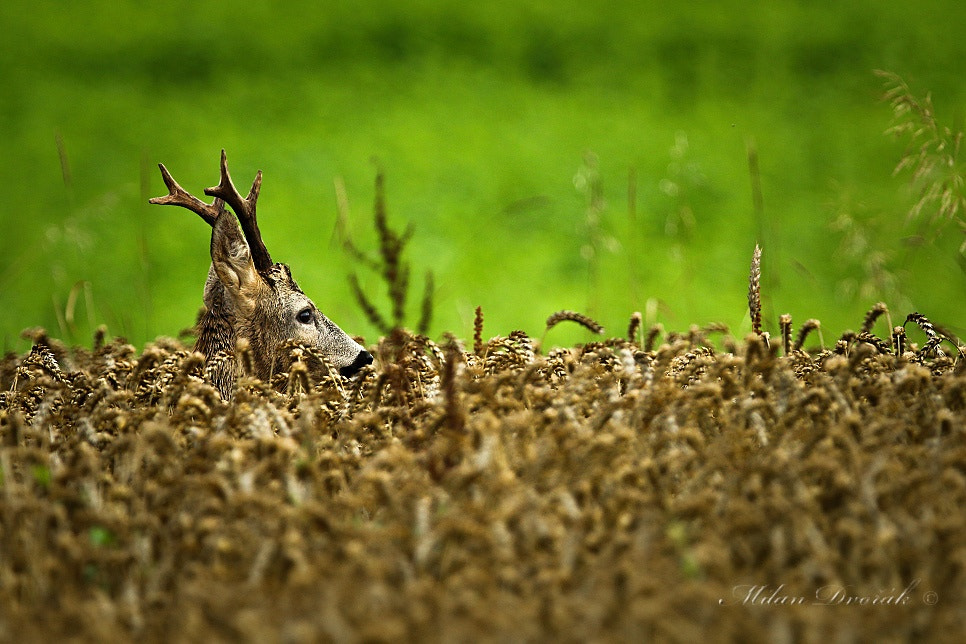 Canon EF 300mm F2.8L IS USM sample photo. So, where are you photography