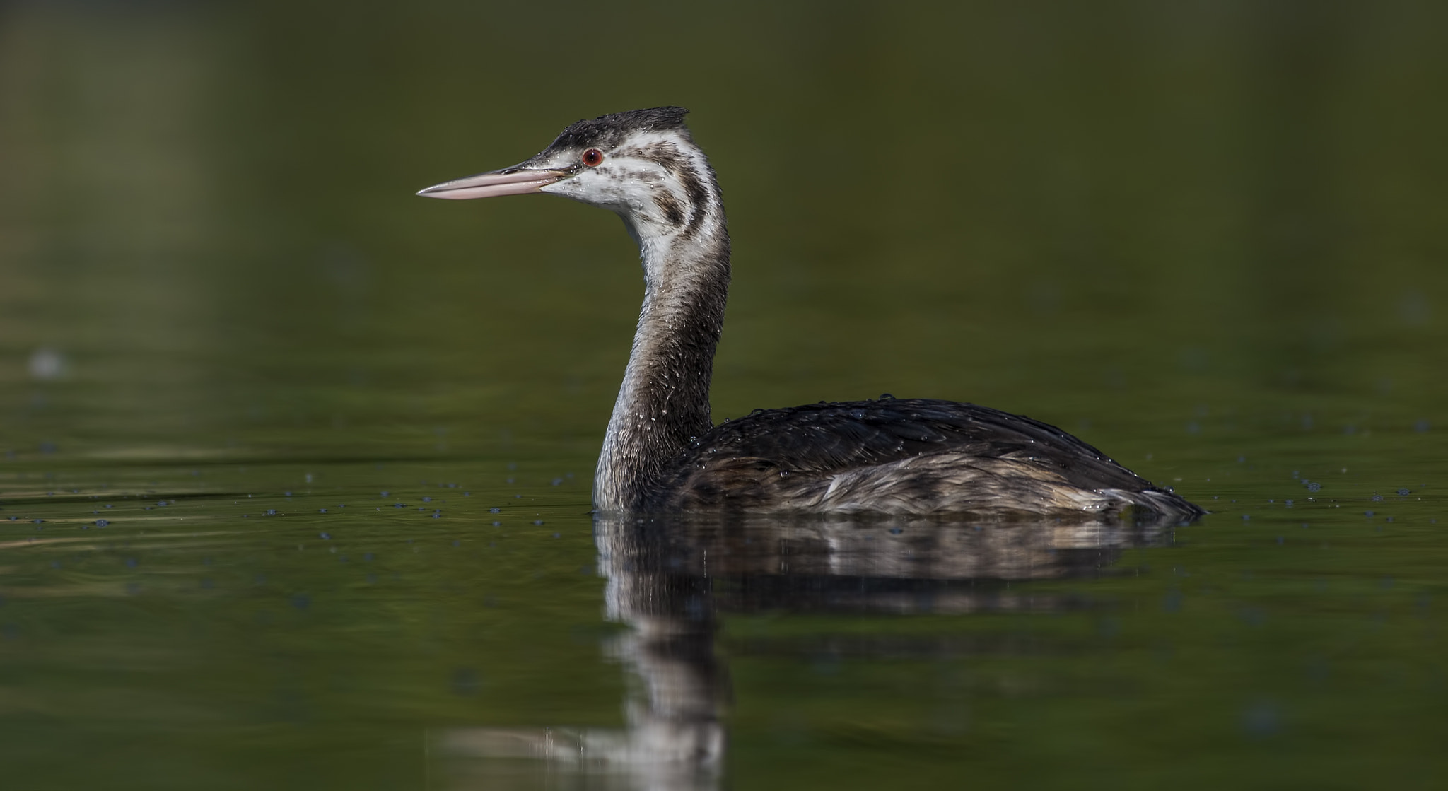 Nikon AF-S Nikkor 200-500mm F5.6E ED VR sample photo. Youngster(podiceps cristatus - juvenil) photography