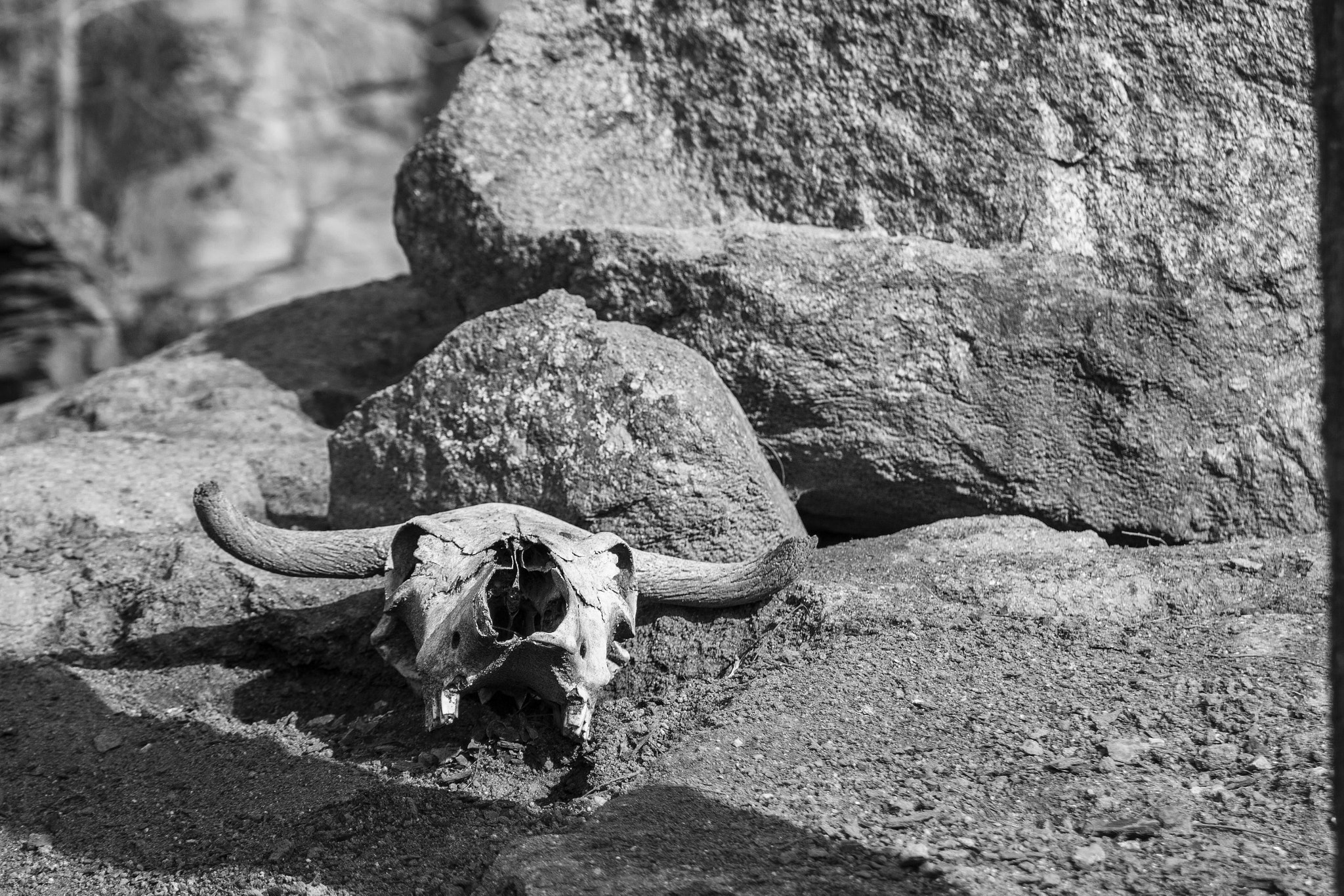 Canon EOS 650D (EOS Rebel T4i / EOS Kiss X6i) sample photo. Calavera toro photography