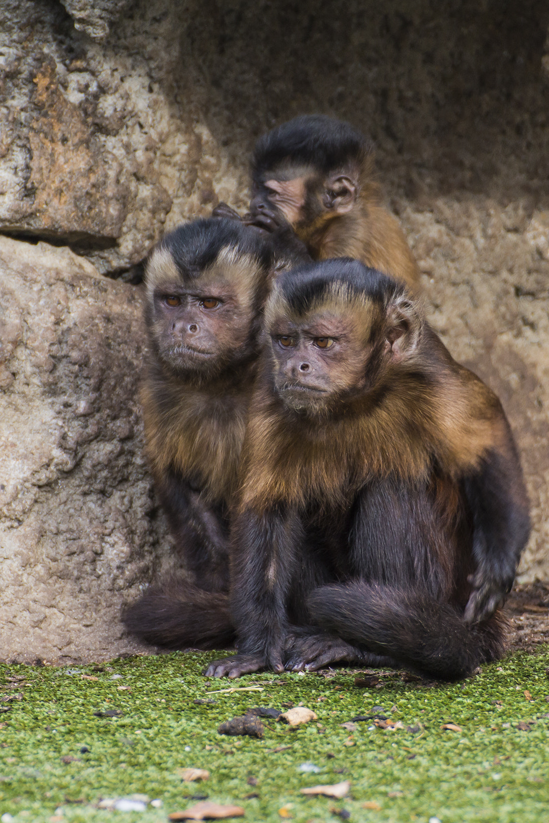Canon EOS 650D (EOS Rebel T4i / EOS Kiss X6i) sample photo. Familia de monos photography