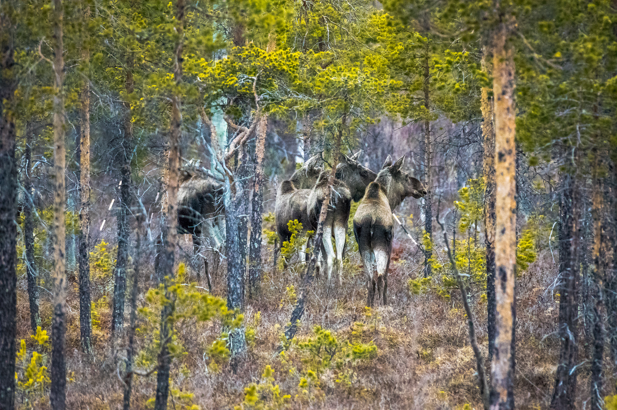 Pentax K-3 + Pentax D FA 150-450mm F4.5-5.6 ED DC AW sample photo. Moose on the move photography