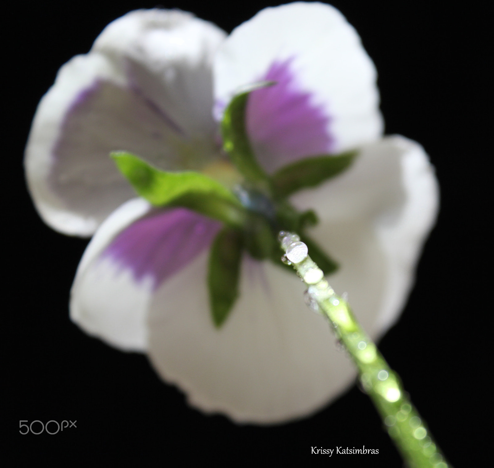 Canon EF-S 18-55mm F3.5-5.6 IS II sample photo. Tiny miracles photography