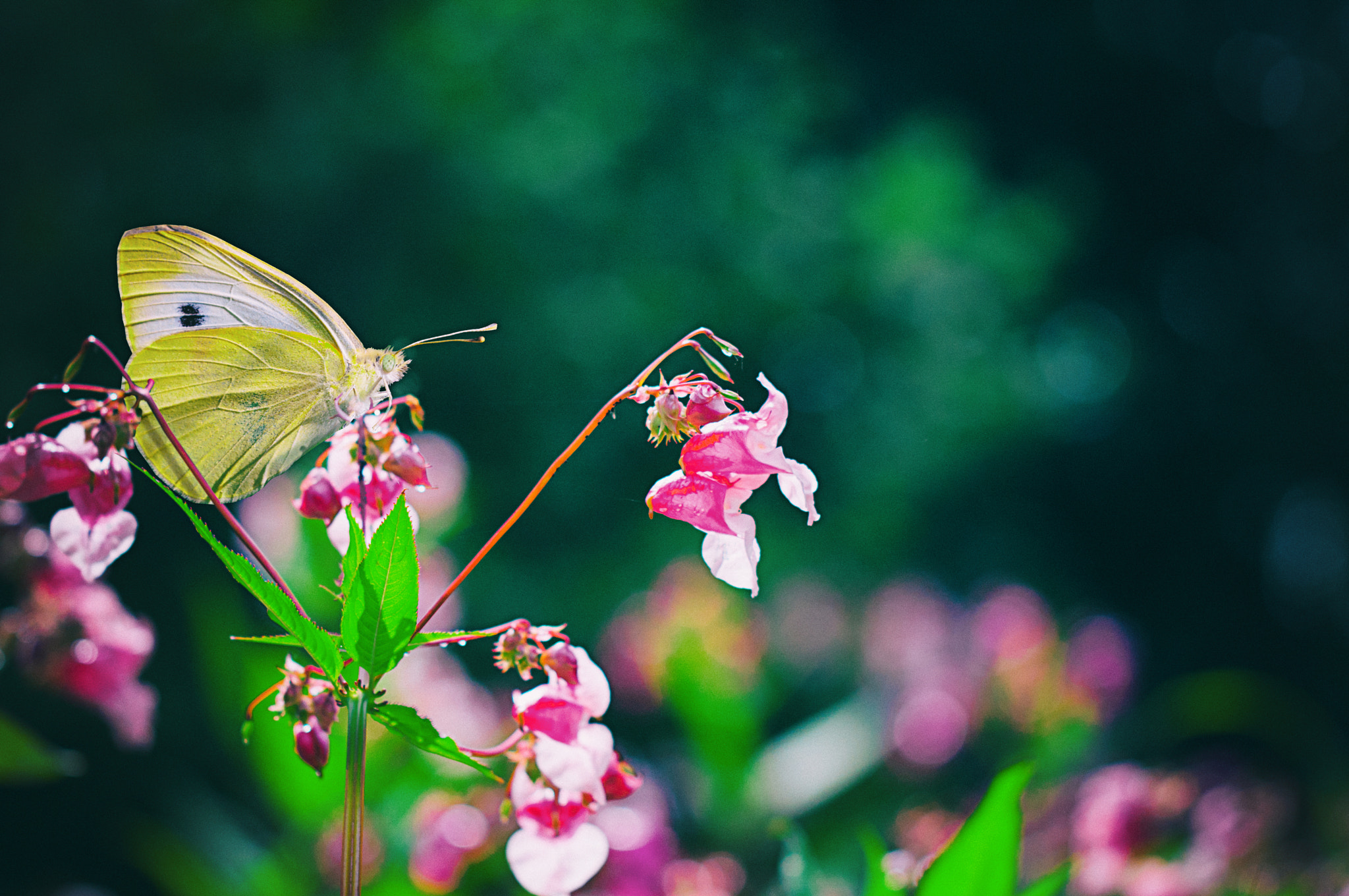 Nikon D300 sample photo. My colorful world photography