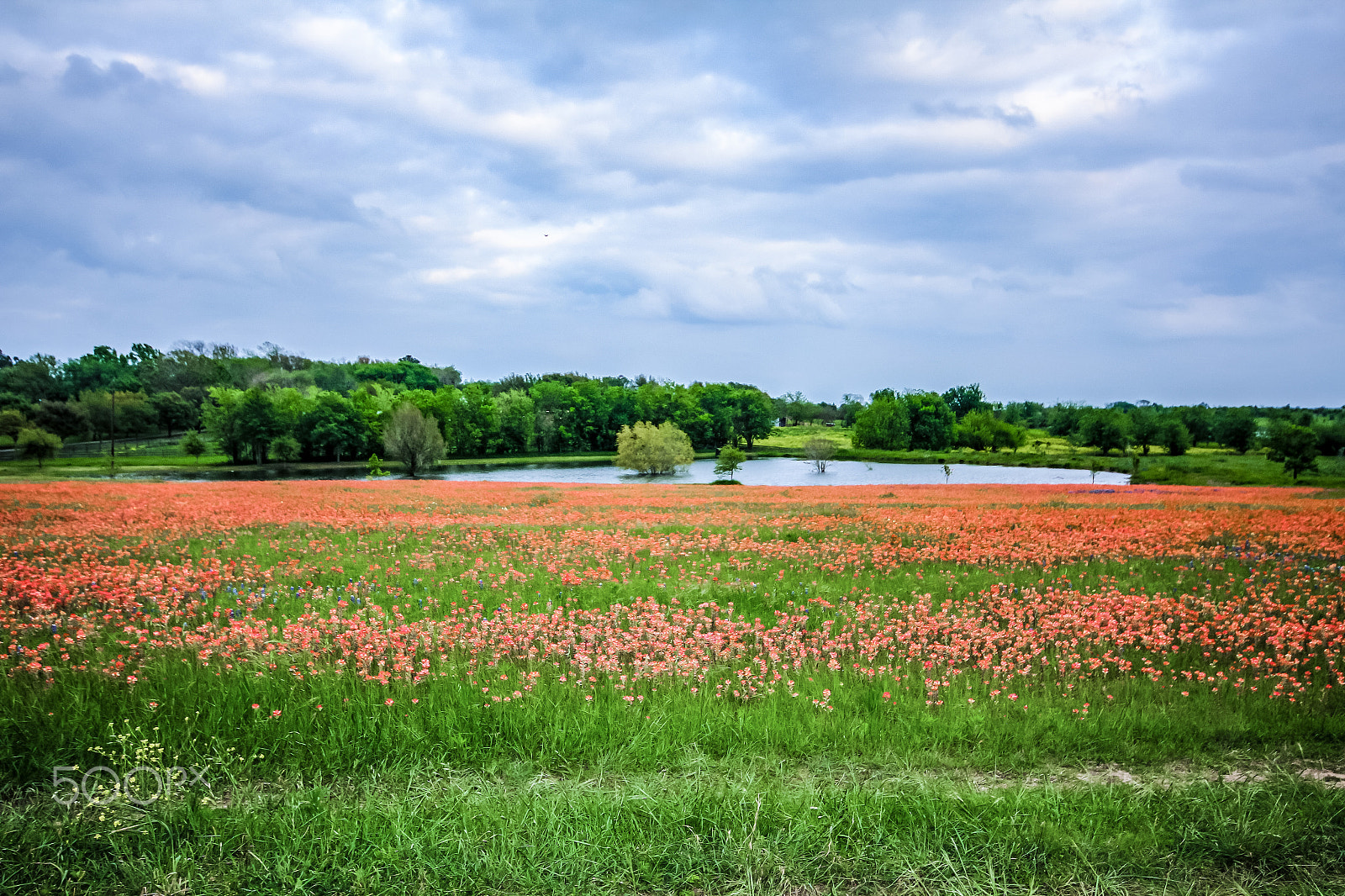 Sigma 10-20mm F4-5.6 EX DC HSM sample photo. Indian paint brush photography