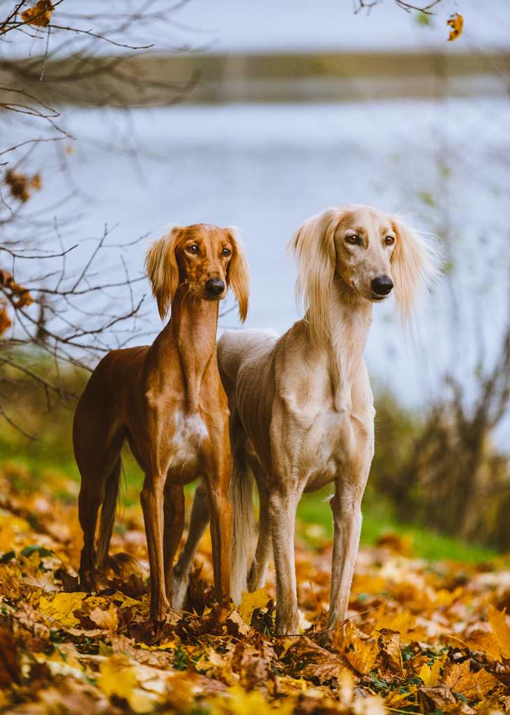 Two salukis by Artem Sapegin on 500px.com