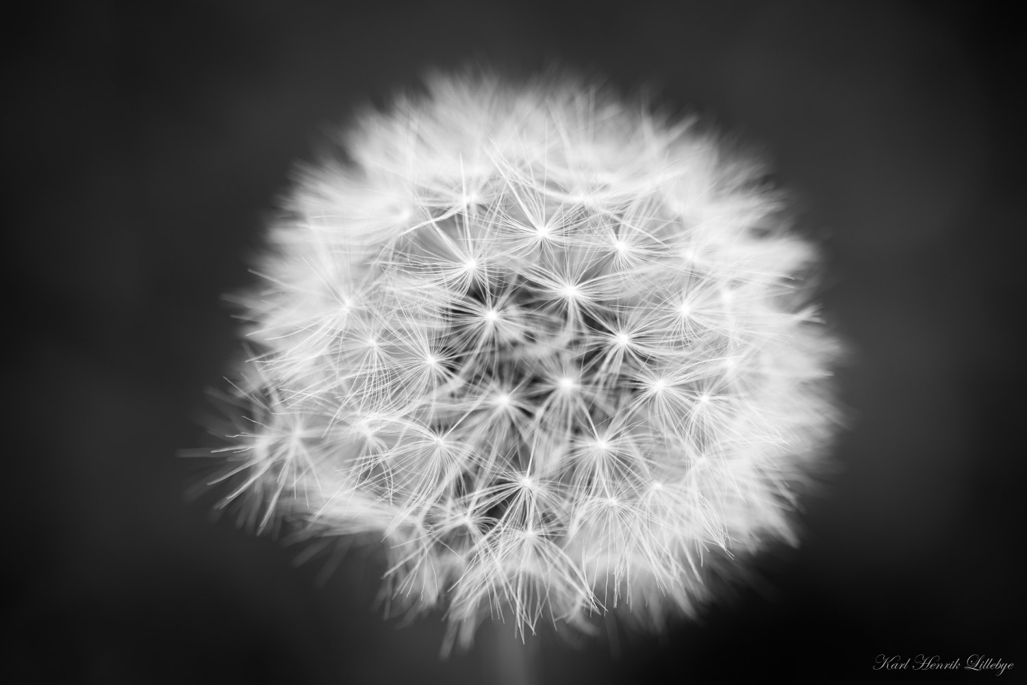 Sigma 105mm F2.8 EX DG OS HSM sample photo. Lonely dandelion photography