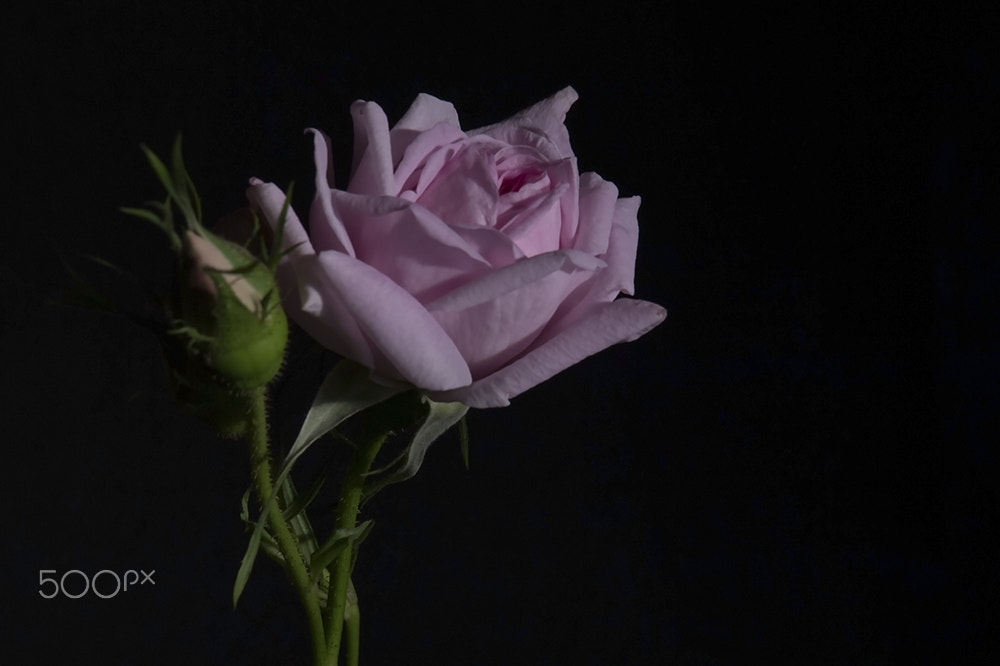 Samsung NX11 + Samsung NX 50-200mm F4-5.6 ED OIS sample photo. A pink rose photography