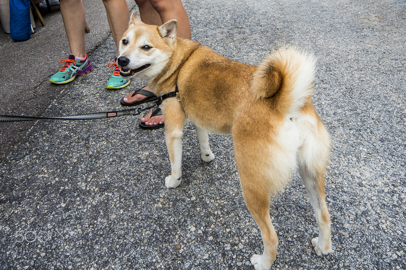 Canon EOS-1D X Mark II sample photo. Dog at market 10493 photography