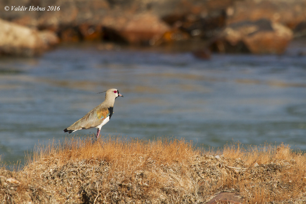 Canon EF 100-400mm F4.5-5.6L IS USM sample photo. Southern lapwing photography