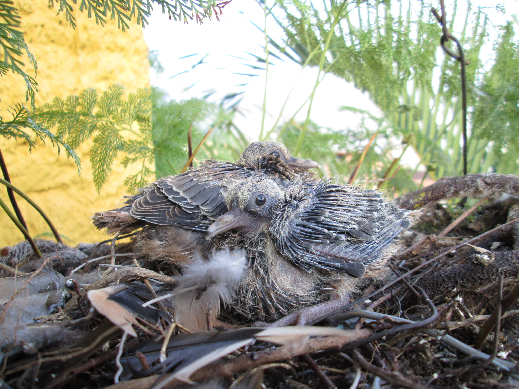 Canon PowerShot A3400 IS sample photo. Two babies turtledove photography