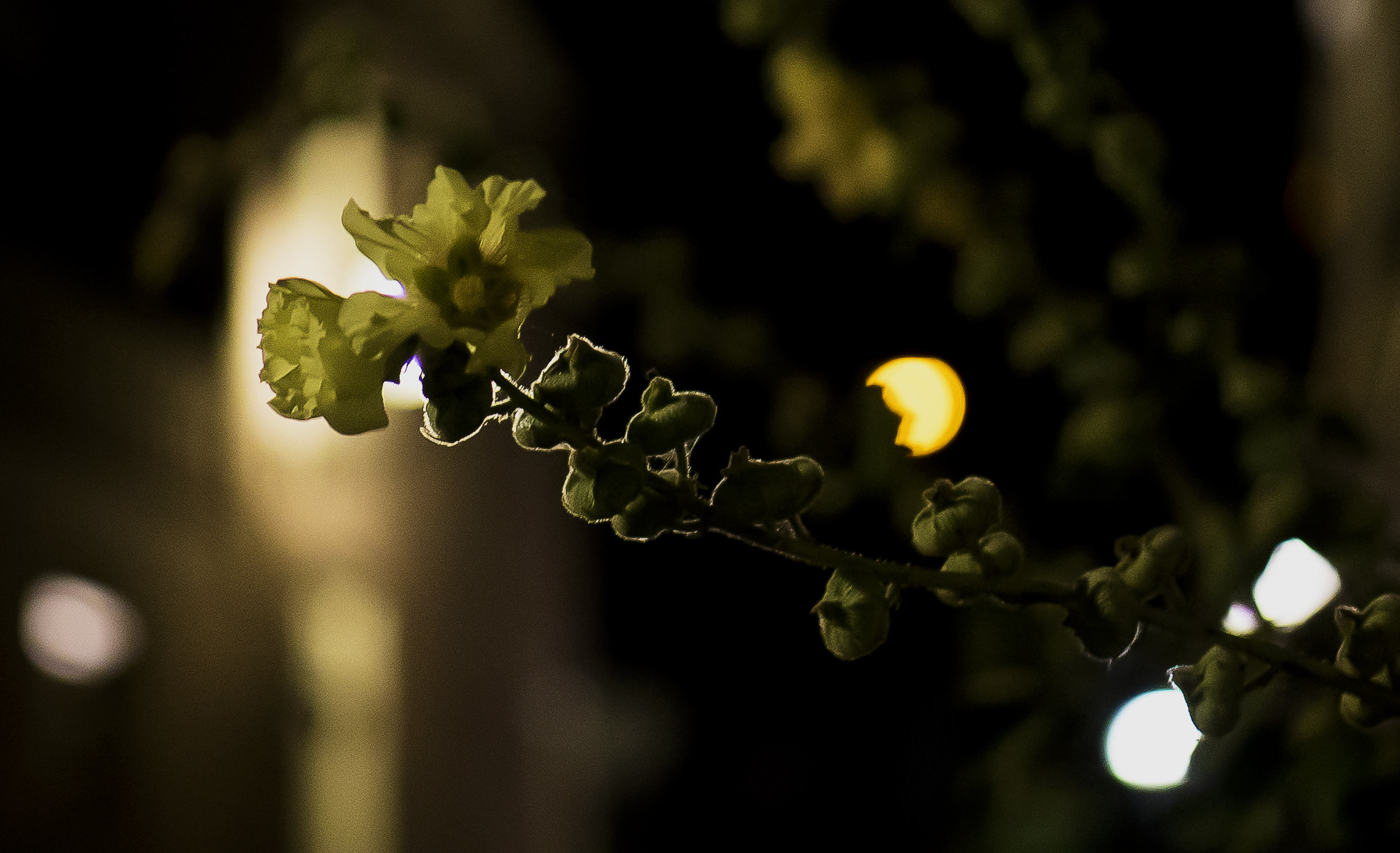 E 50mm F1.8 OSS sample photo. Nightwatcher photography
