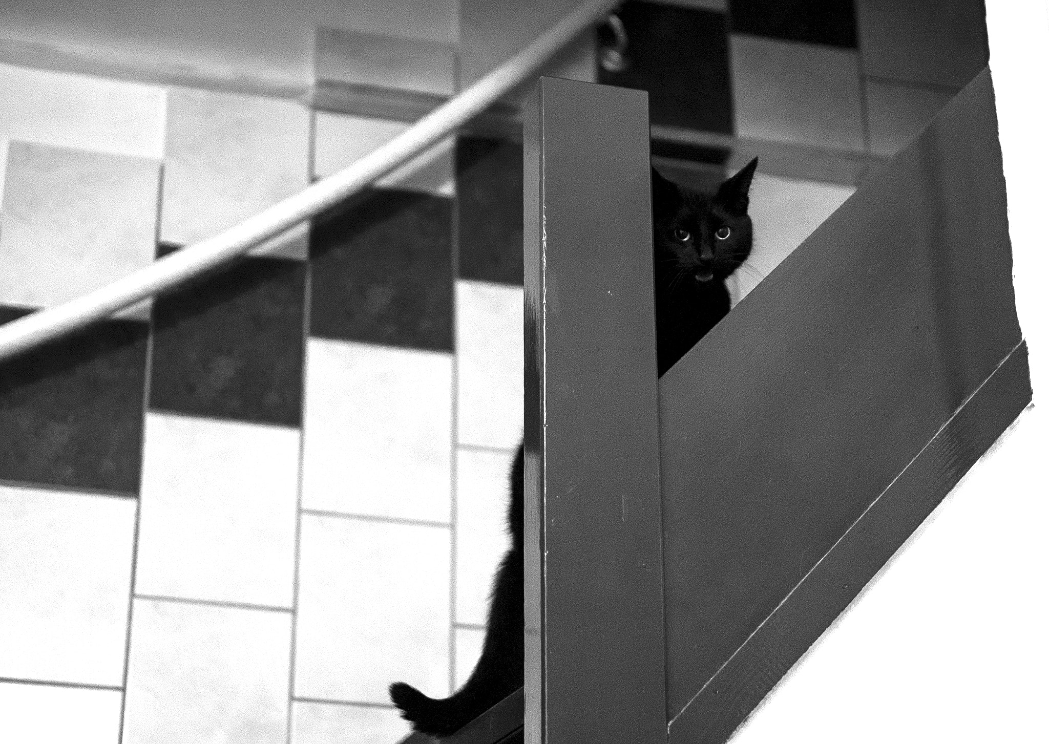 E 50mm F1.8 OSS sample photo. Miaow! photography