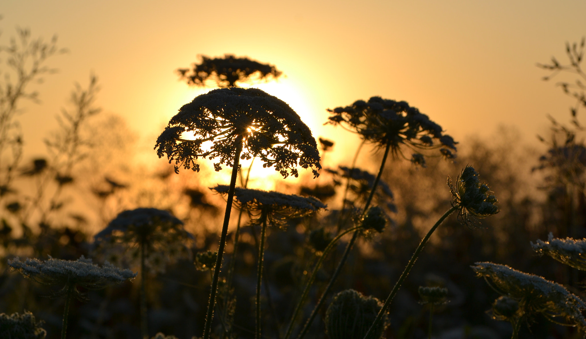 Nikon D3100 + Sigma 17-70mm F2.8-4 DC Macro OS HSM sample photo. Wildflowers and mist lit by the rising sun photography