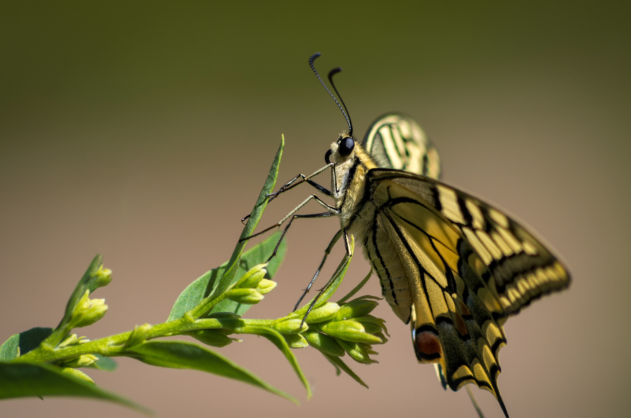 Pentax K-30 sample photo. Butterfly photography