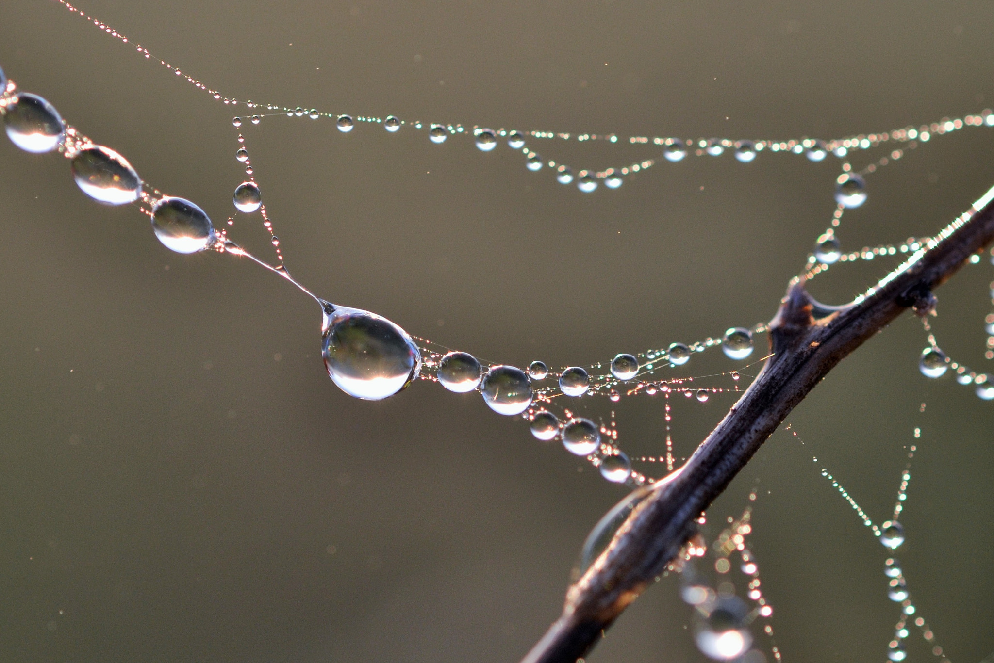 Nikon AF-S Micro-Nikkor 60mm F2.8G ED sample photo. Delicate dew covered web photography