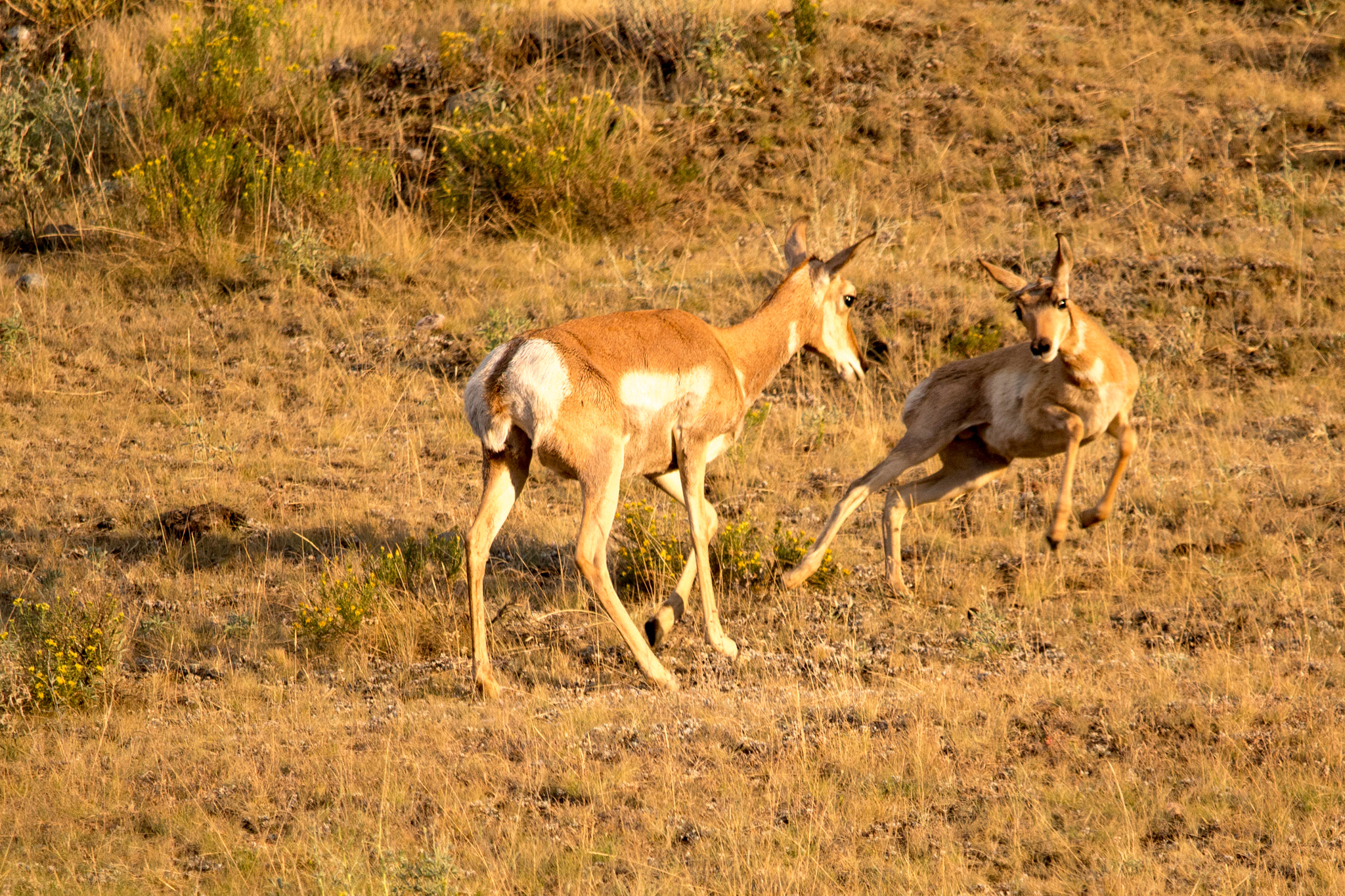 Canon EOS 100D (EOS Rebel SL1 / EOS Kiss X7) + Canon EF-S 55-250mm F4-5.6 IS STM sample photo. Where the deer and the antelope play... photography