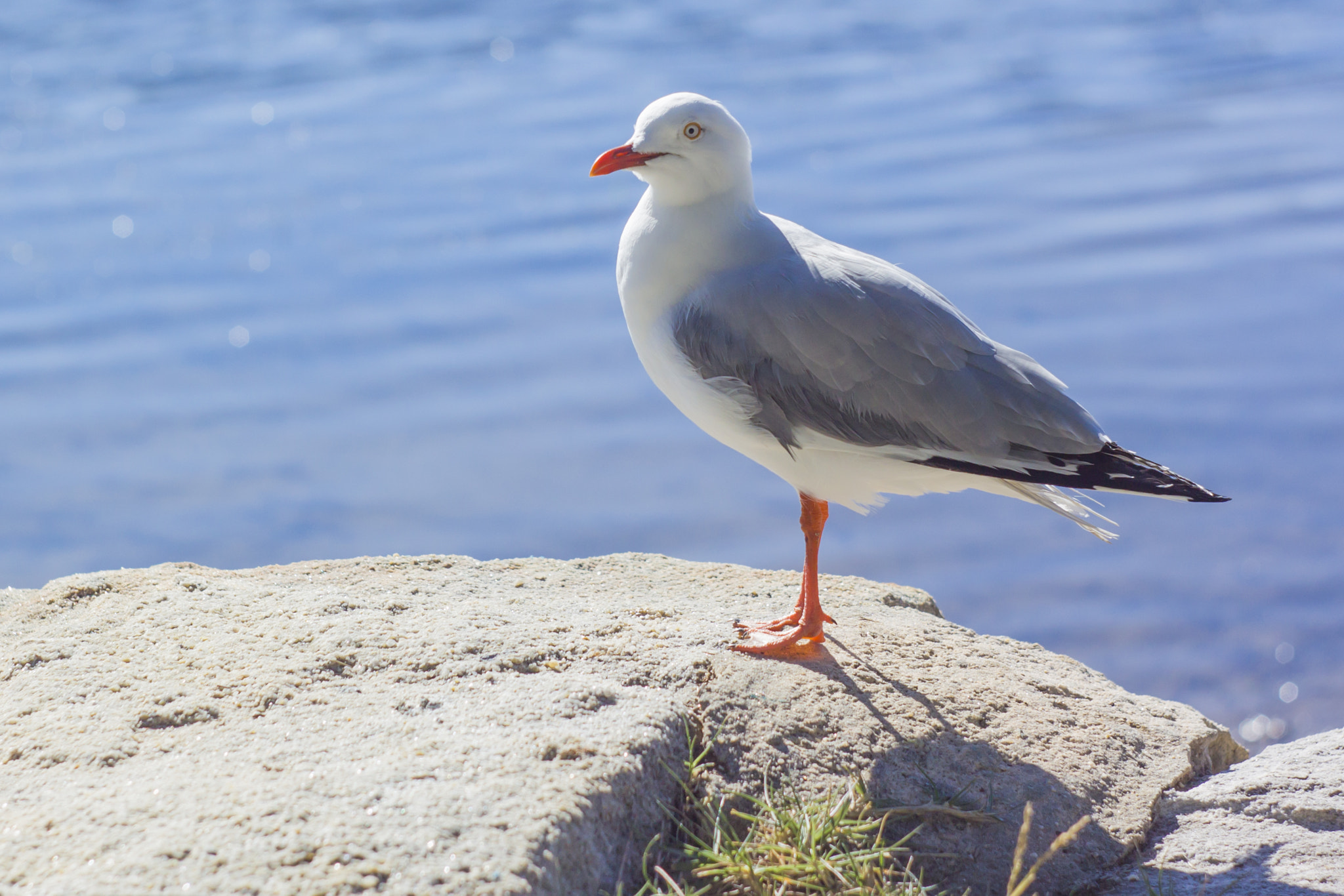 Canon EF 35-80mm f/4-5.6 sample photo. Seagull at the sea view background photography