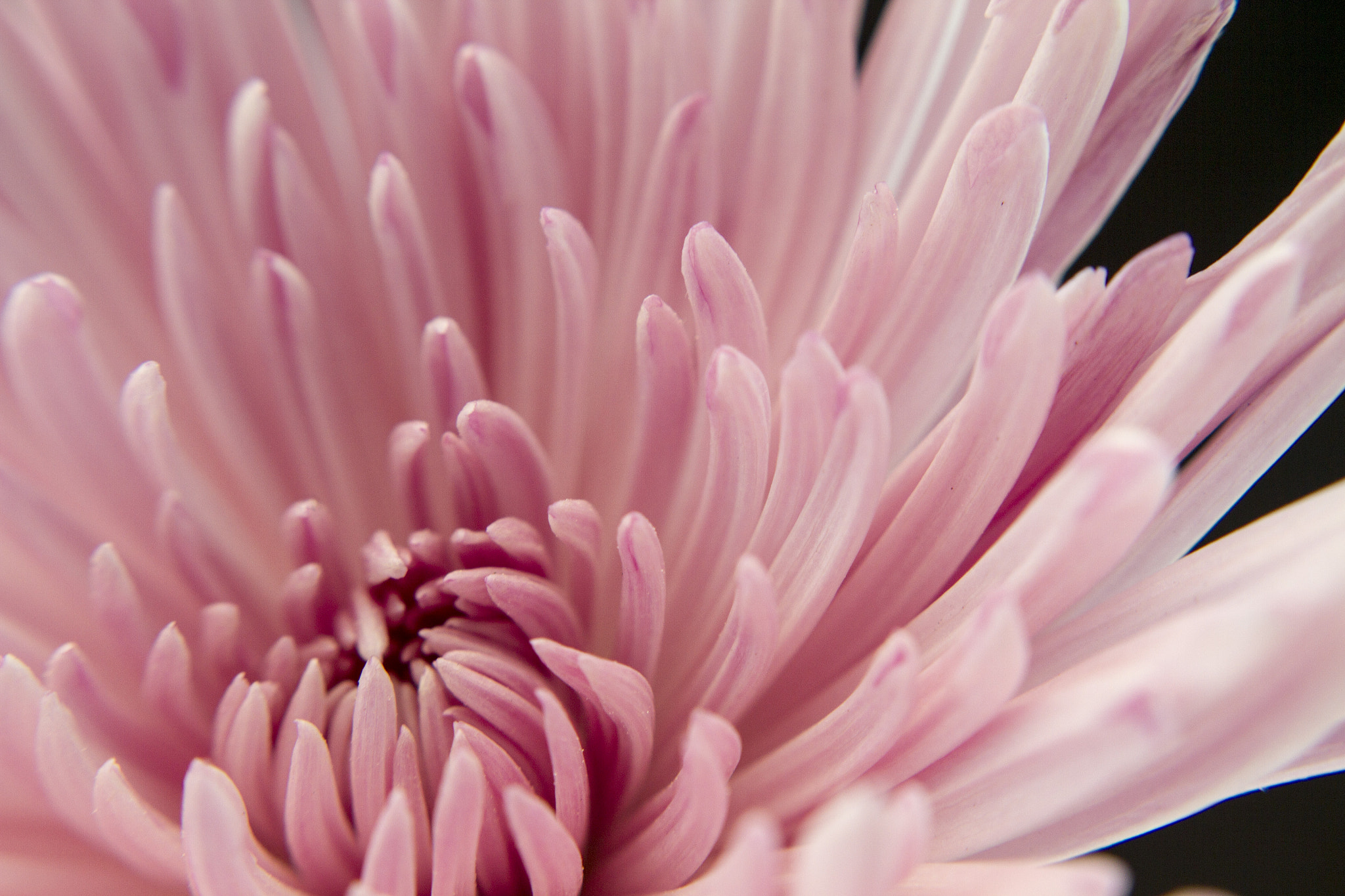Canon EOS 7D + Canon EF 28mm F1.8 USM sample photo. Light pink chrysanthemum photography