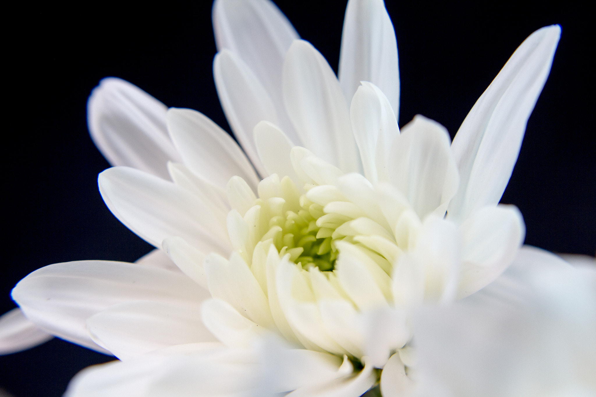 Canon EOS 7D + Canon EF 28mm F1.8 USM sample photo. White chrysanthemum photography