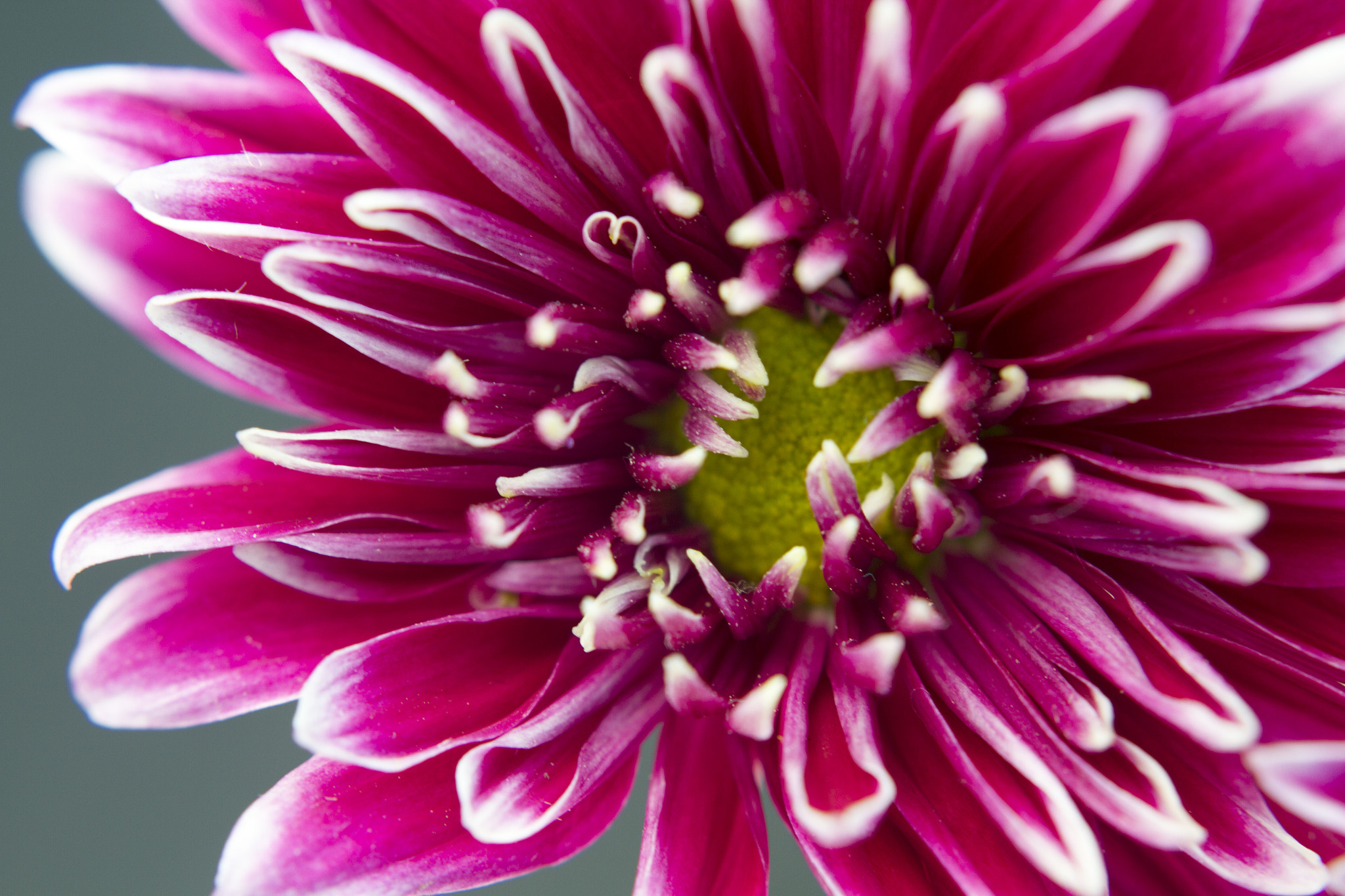 Canon EOS 7D + Canon EF 28mm F1.8 USM sample photo. Fuchsia and white chrysanthemum photography