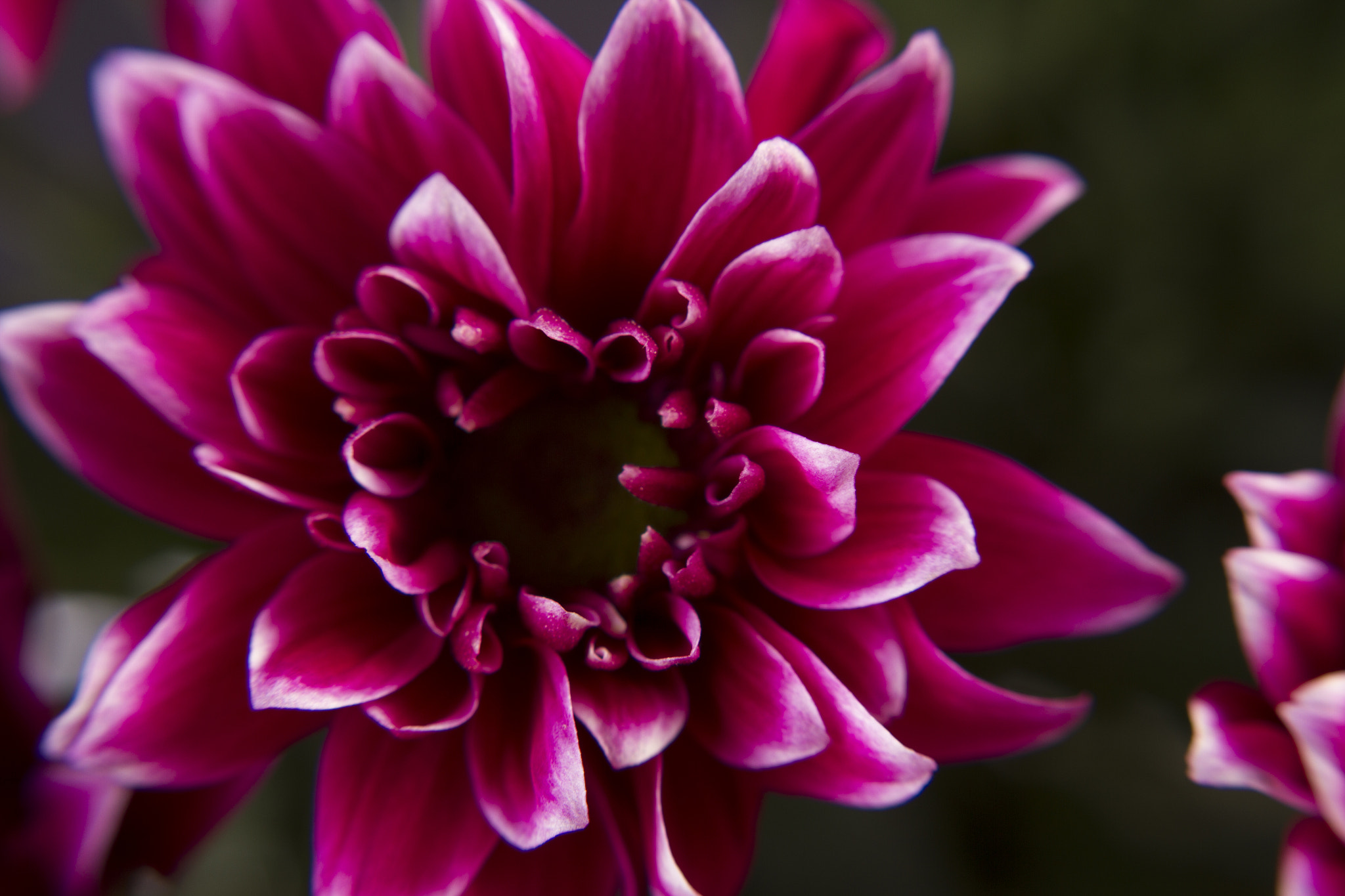 Canon EF 28mm F1.8 USM sample photo. Fuchsia chrysanthemum photography