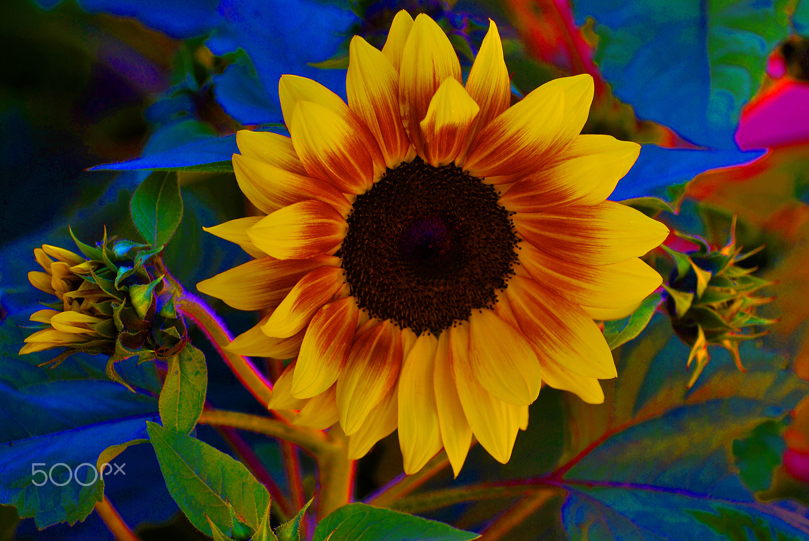 Nikon D60 sample photo. Sunflower photography