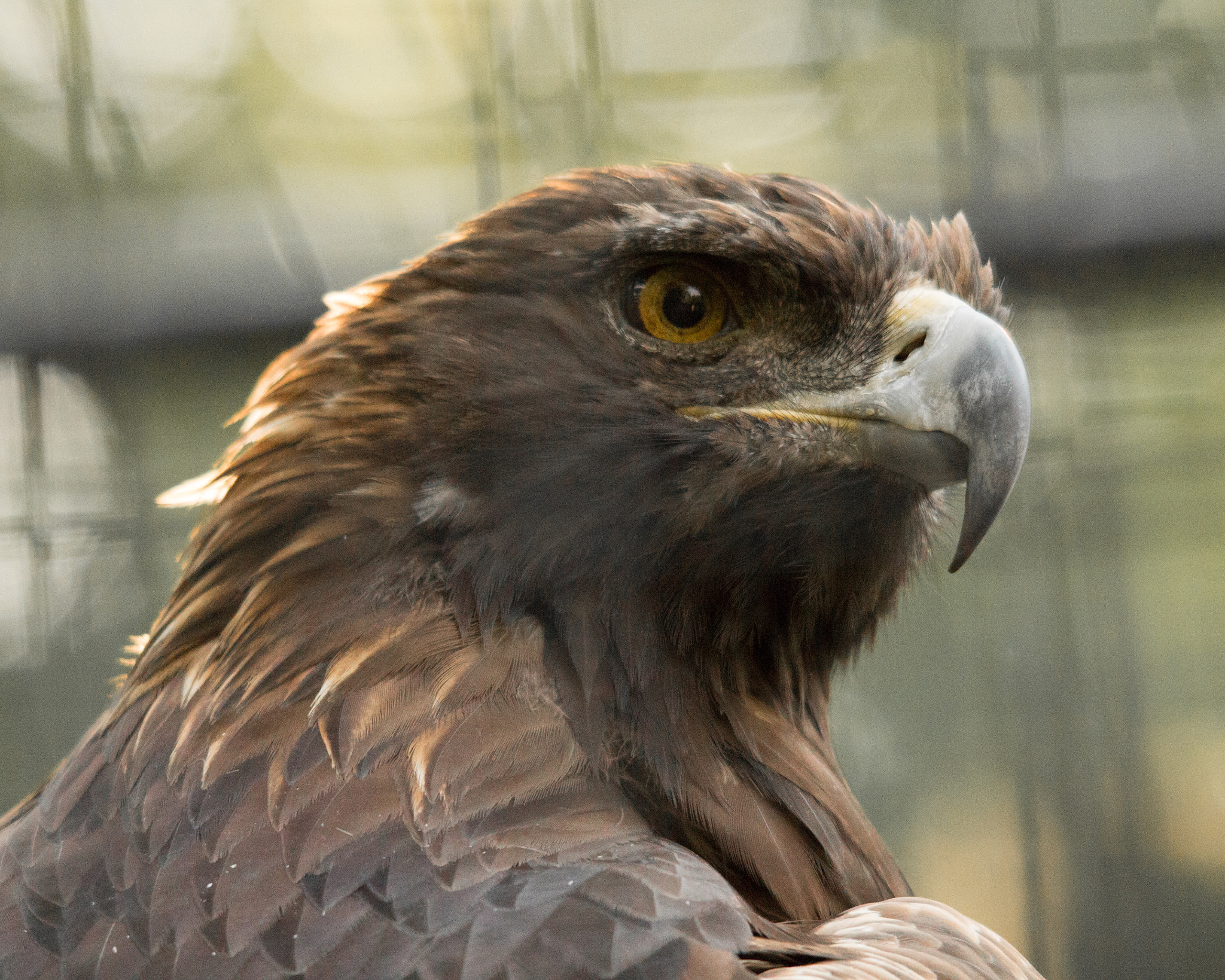 Sigma 150-500mm F5-6.3 DG OS HSM sample photo. Golden eagle photography
