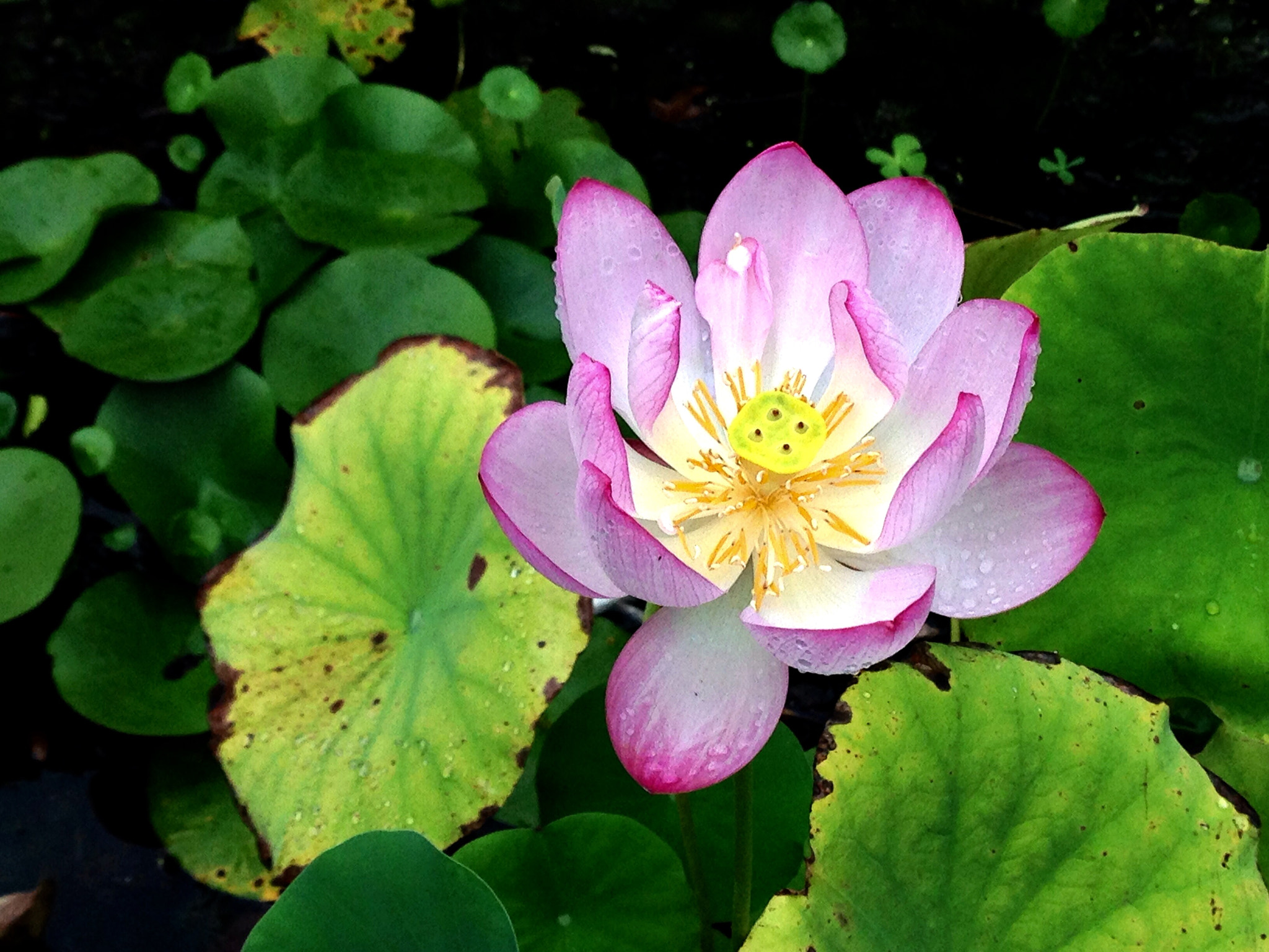 Apple iPhone5,2 sample photo. Lotus 荷花 photography