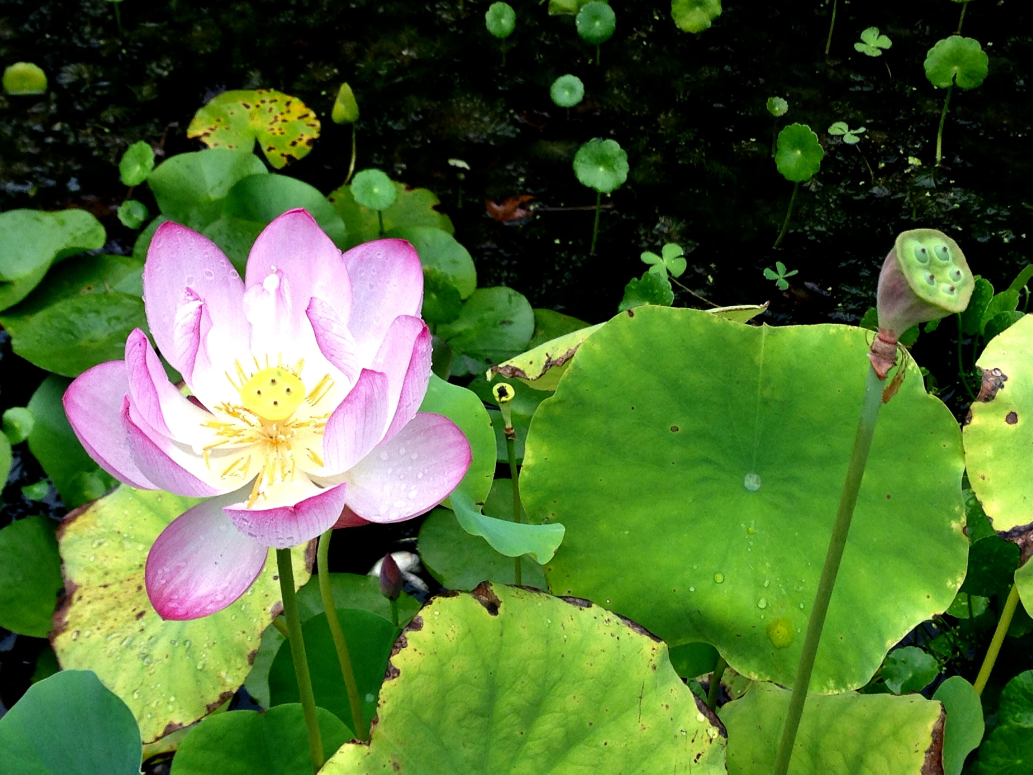 Apple iPhone5,2 sample photo. Lotus 荷花 photography