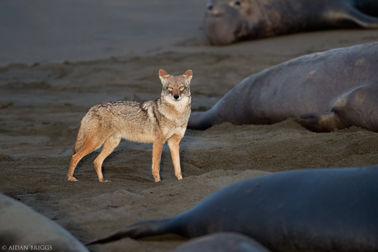 Canon EOS 70D + Canon EF 500mm F4L IS USM sample photo. Coyote at the beach photography