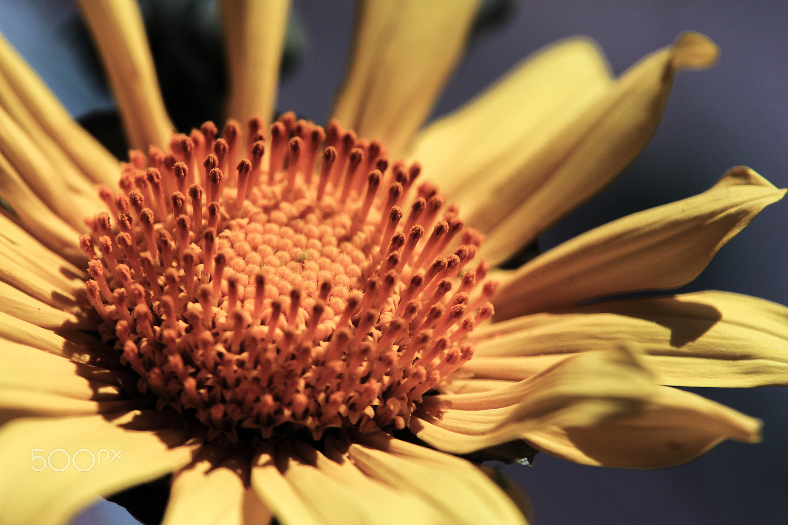 Tamron SP AF 70-200mm F2.8 Di LD (IF) MACRO sample photo. Sunflower photography