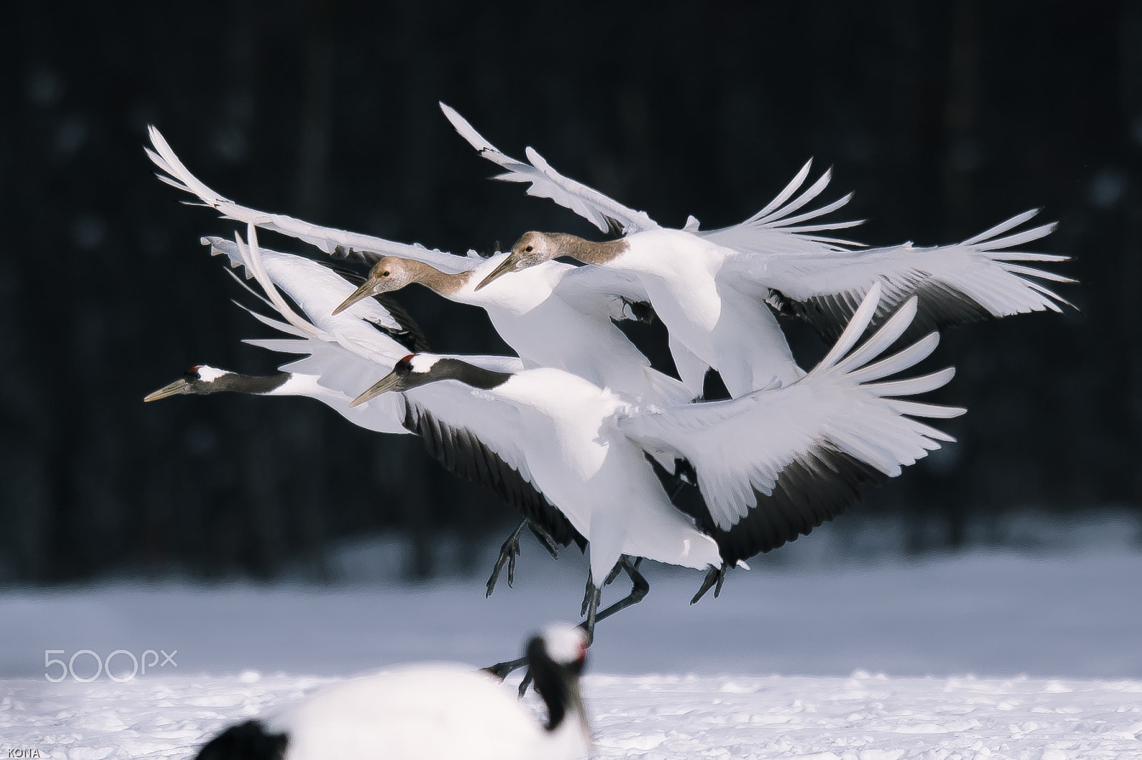 Nikon AF-S Nikkor 400mm F2.8G ED VR II sample photo. 丹頂 photography