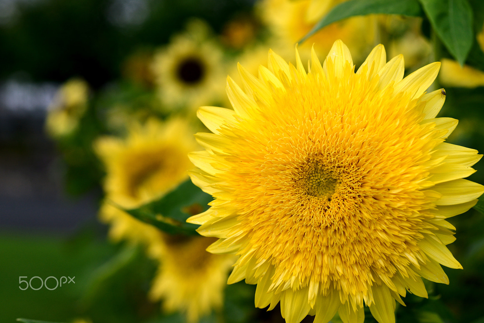 Nikon D600 sample photo. The sun has returned. photography