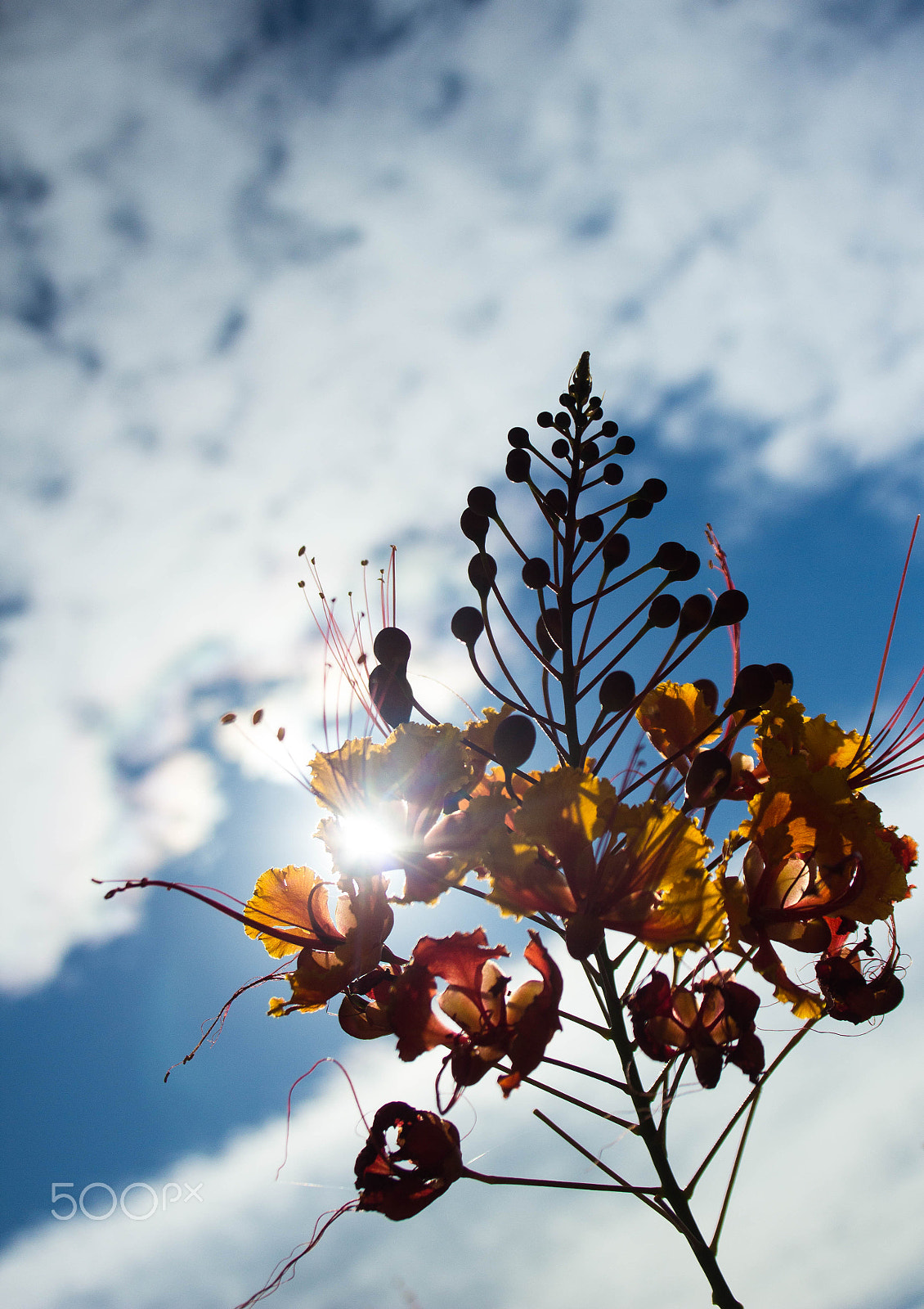 Canon EF-S 18-55mm F3.5-5.6 II sample photo. Morning blosson photography